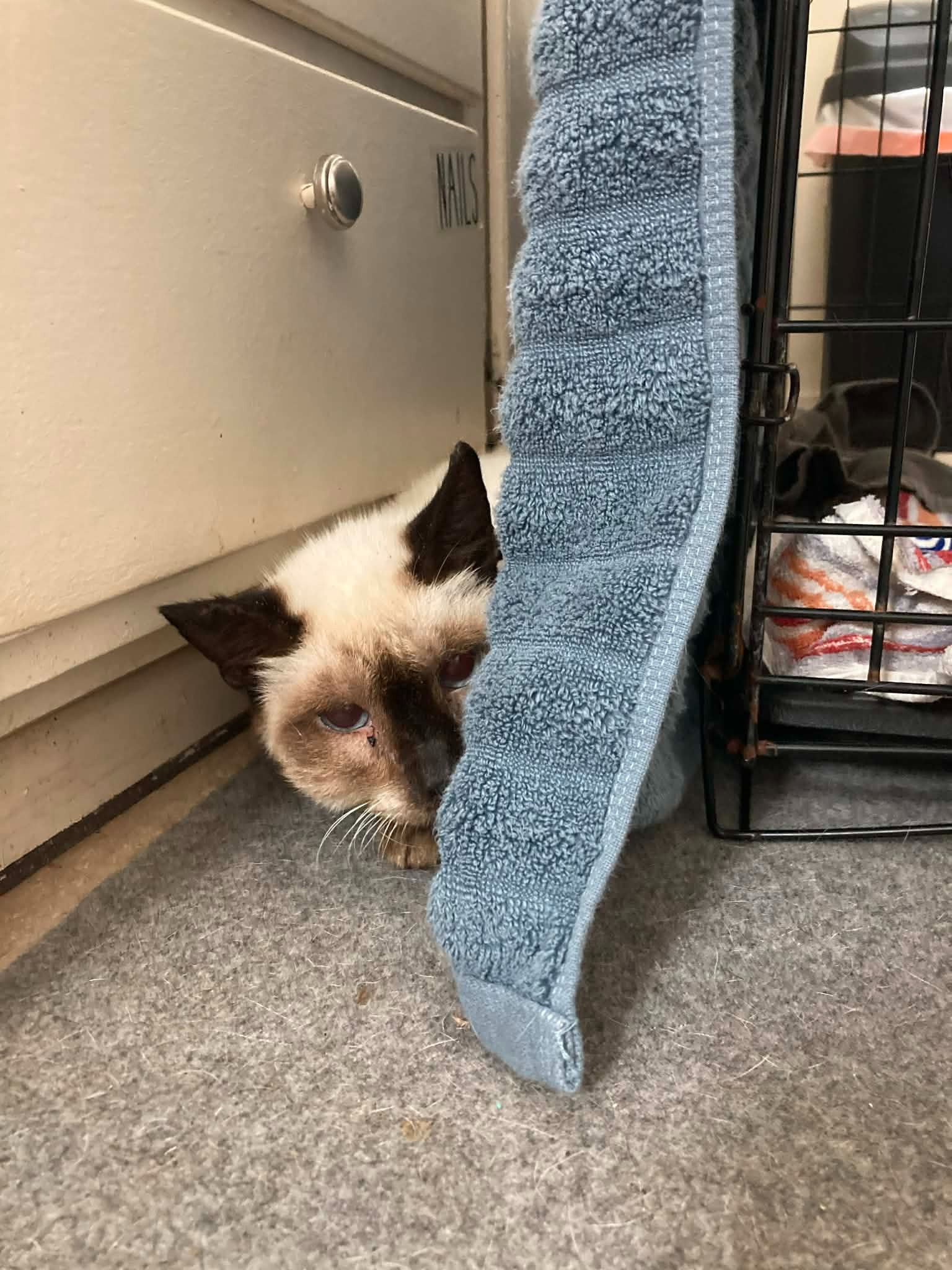 Help Marshmallow Get Urgent Medical Care campaign photo, 2 of 8