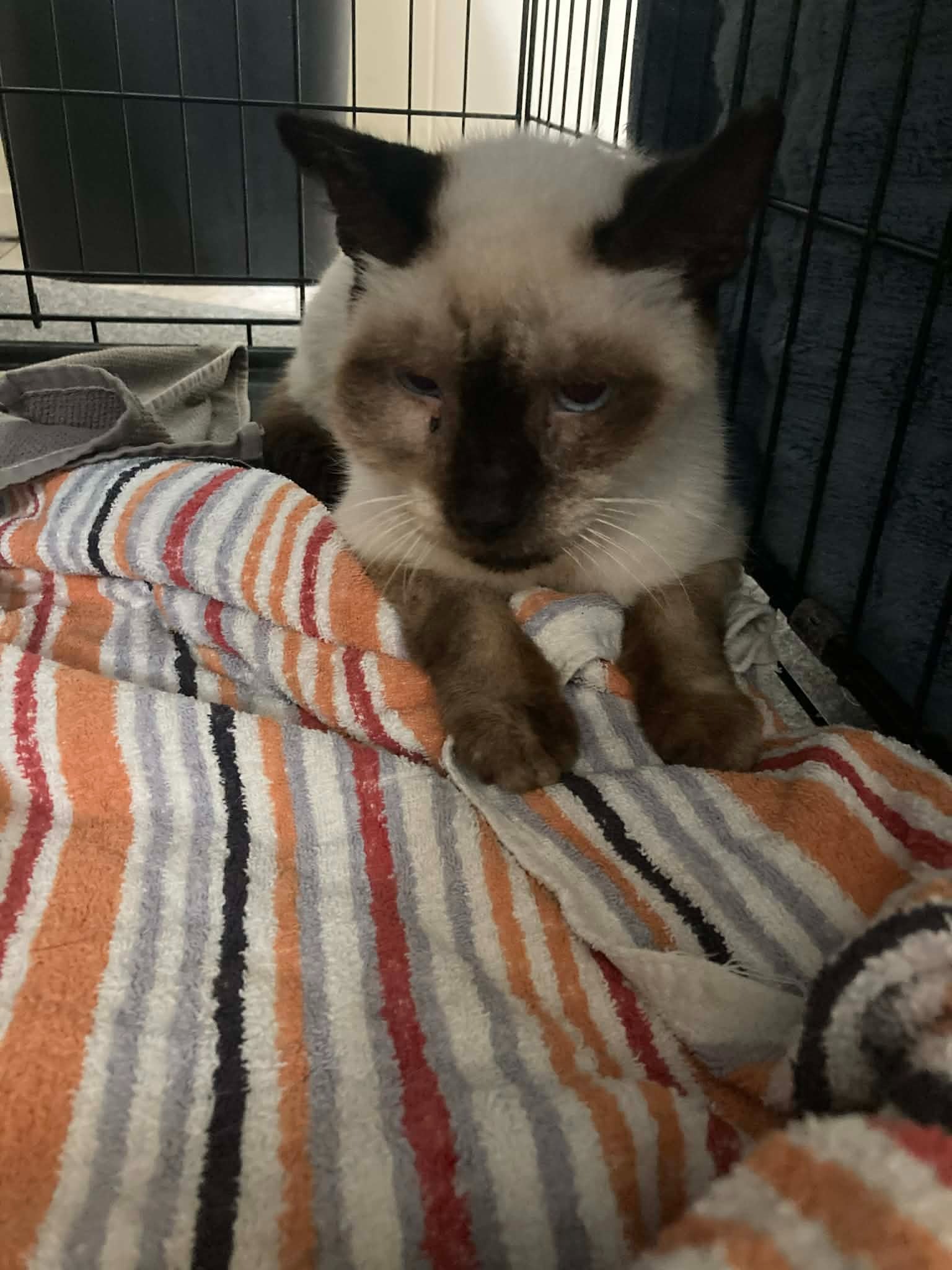 Help Marshmallow Get Urgent Medical Care campaign photo, 4 of 8