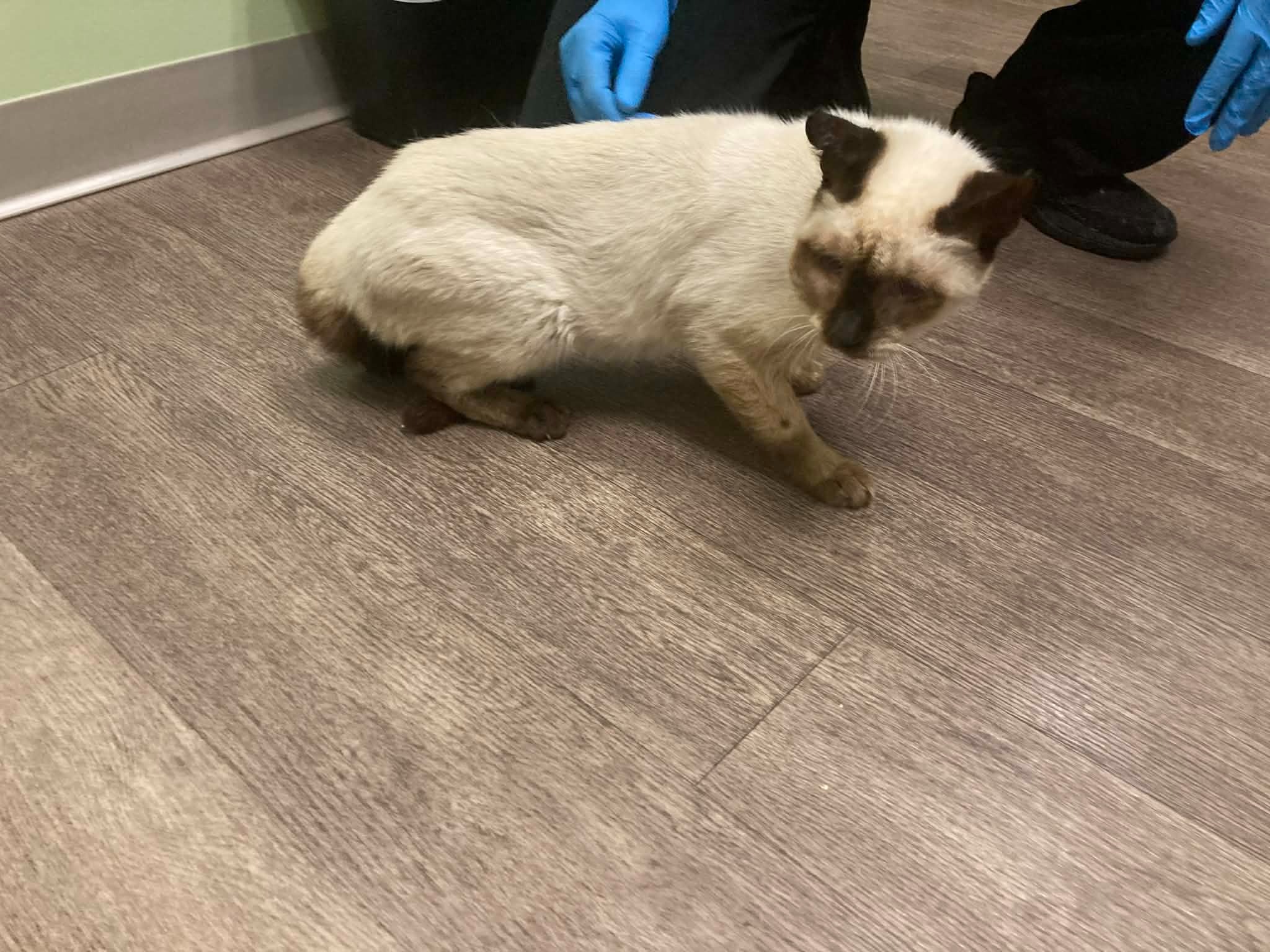 Help Marshmallow Get Urgent Medical Care campaign photo, 5 of 8