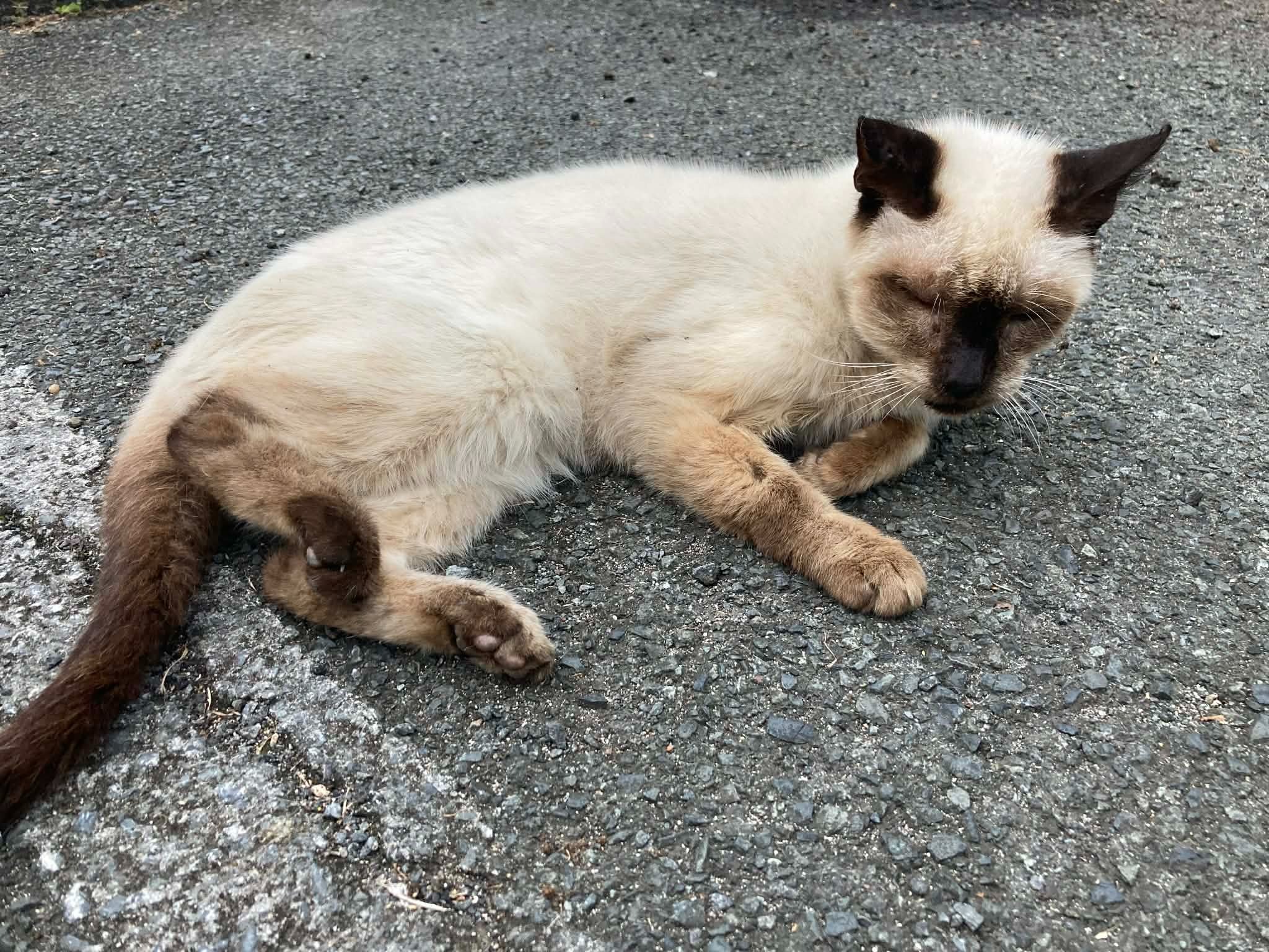 Help Marshmallow Get Urgent Medical Care campaign photo, 6 of 8