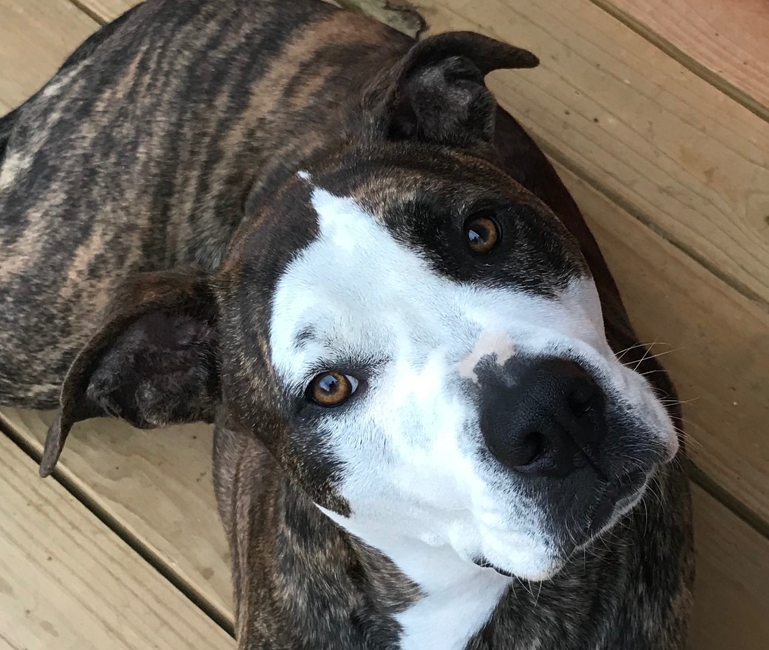 Save Star: Urgent Surgery Needed campaign photo, 7 of 8