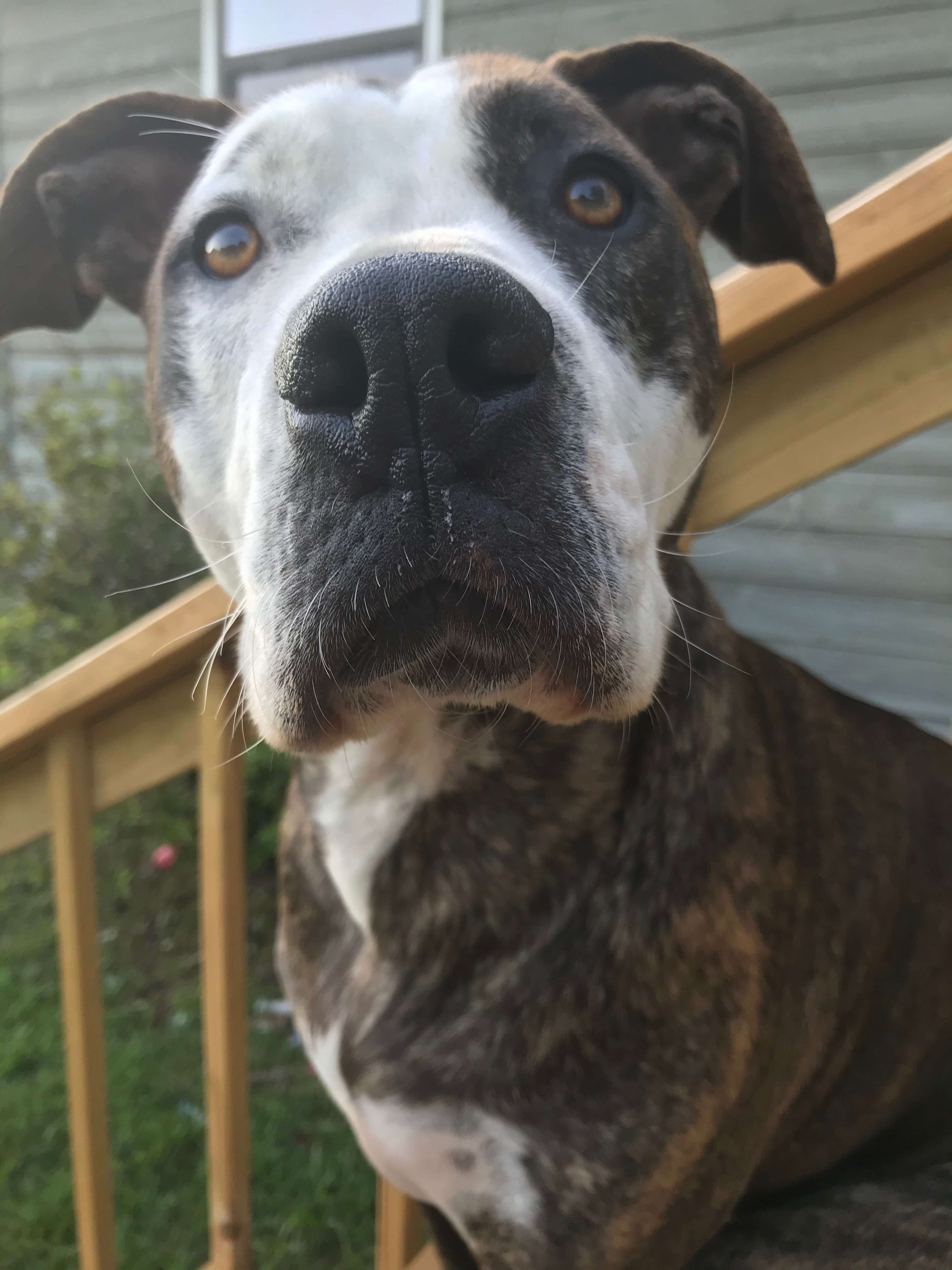 Save Star: Urgent Surgery Needed campaign photo, 4 of 8