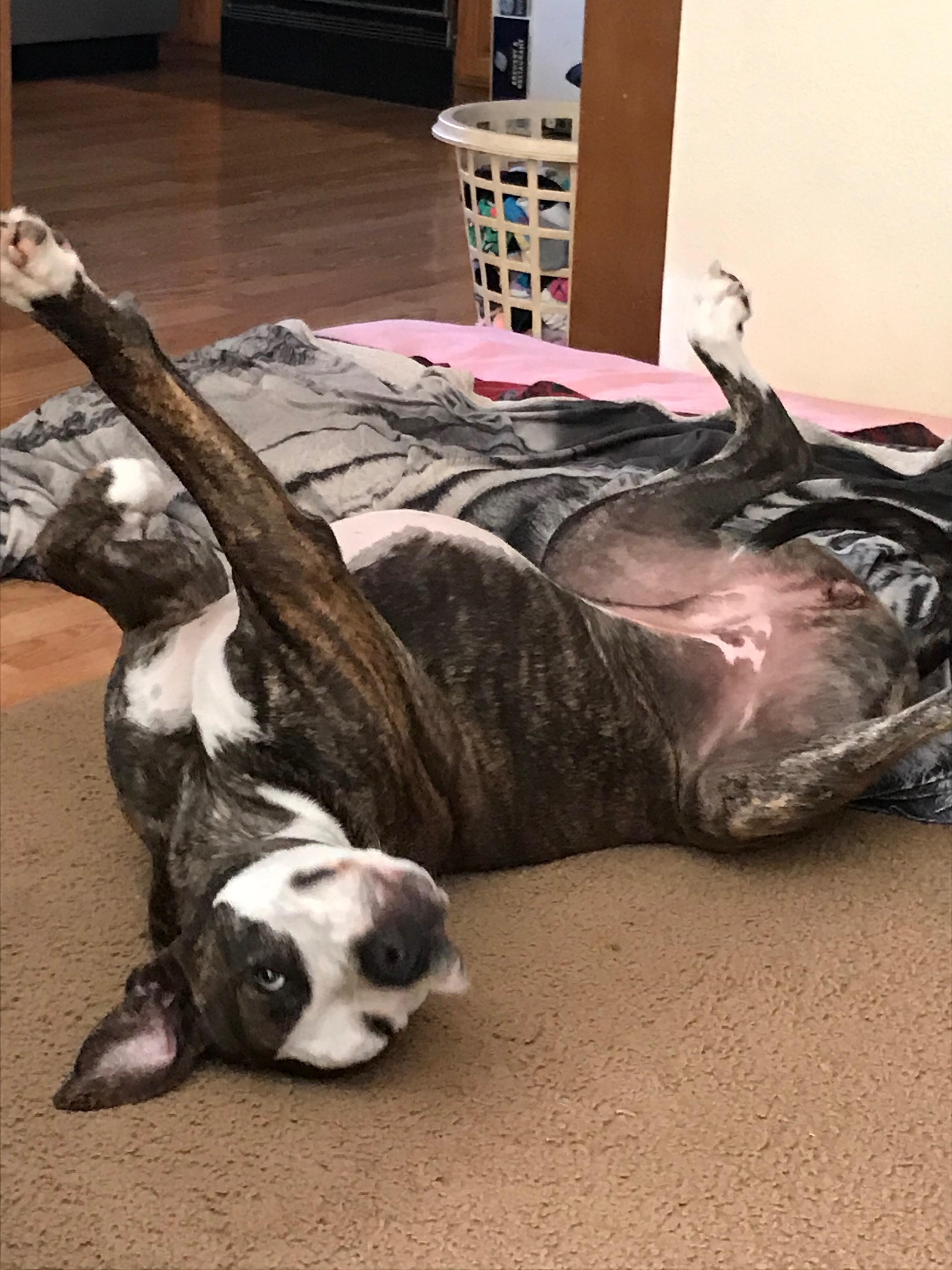 Save Star: Urgent Surgery Needed campaign photo, 2 of 8