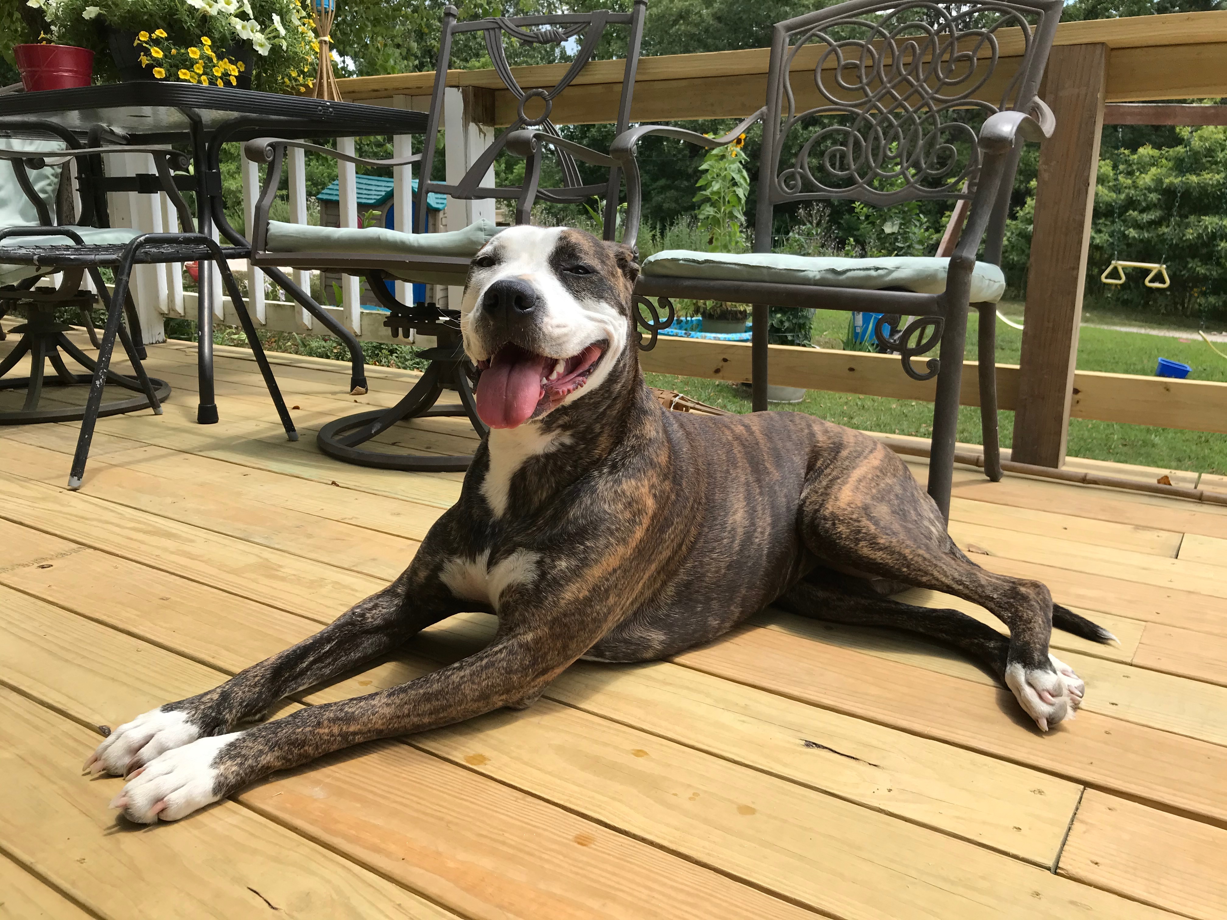 Save Star: Urgent Surgery Needed campaign photo, 5 of 8