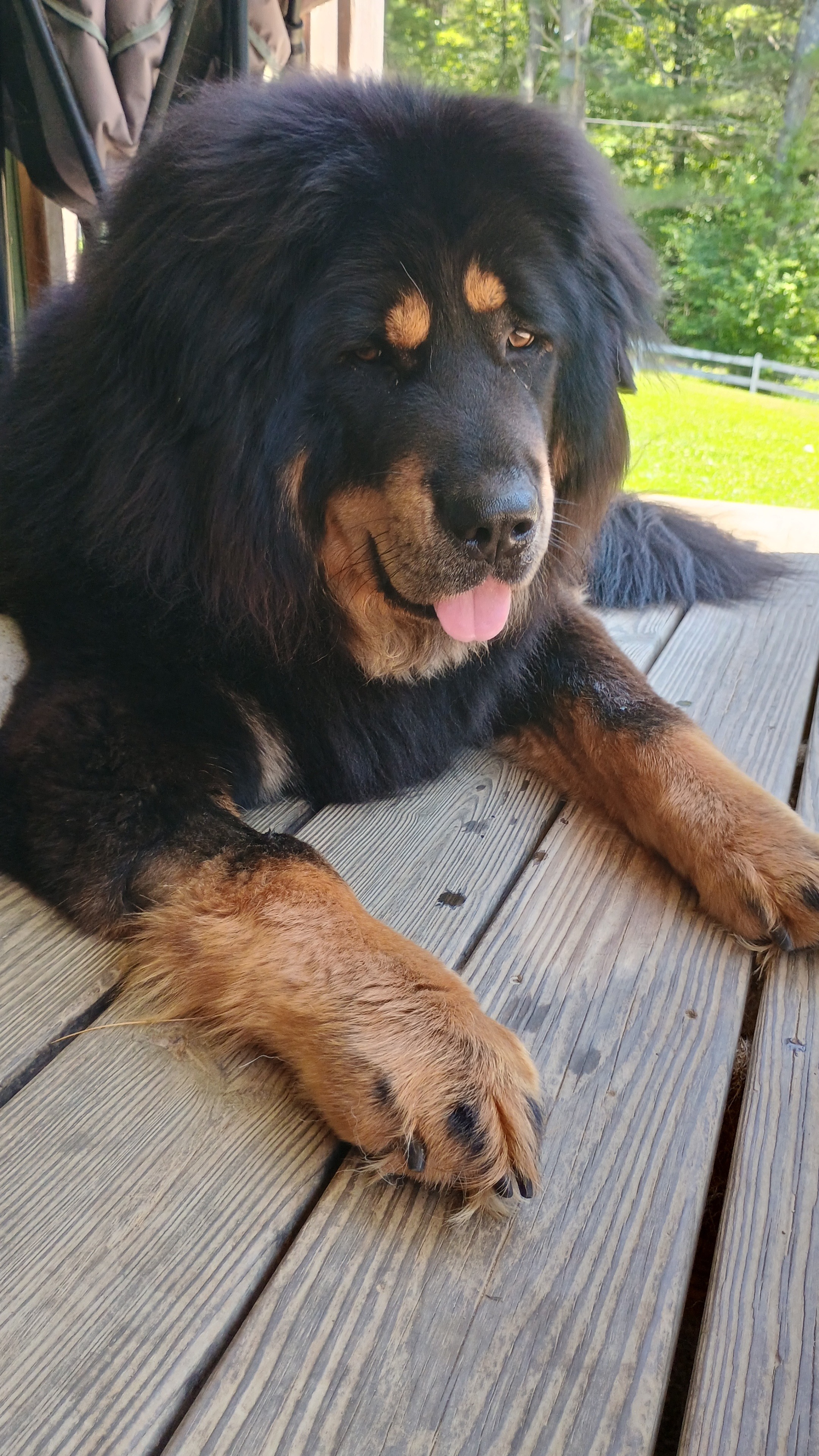 Give Molly a Chance at a Happy Life campaign photo, 6 of 7