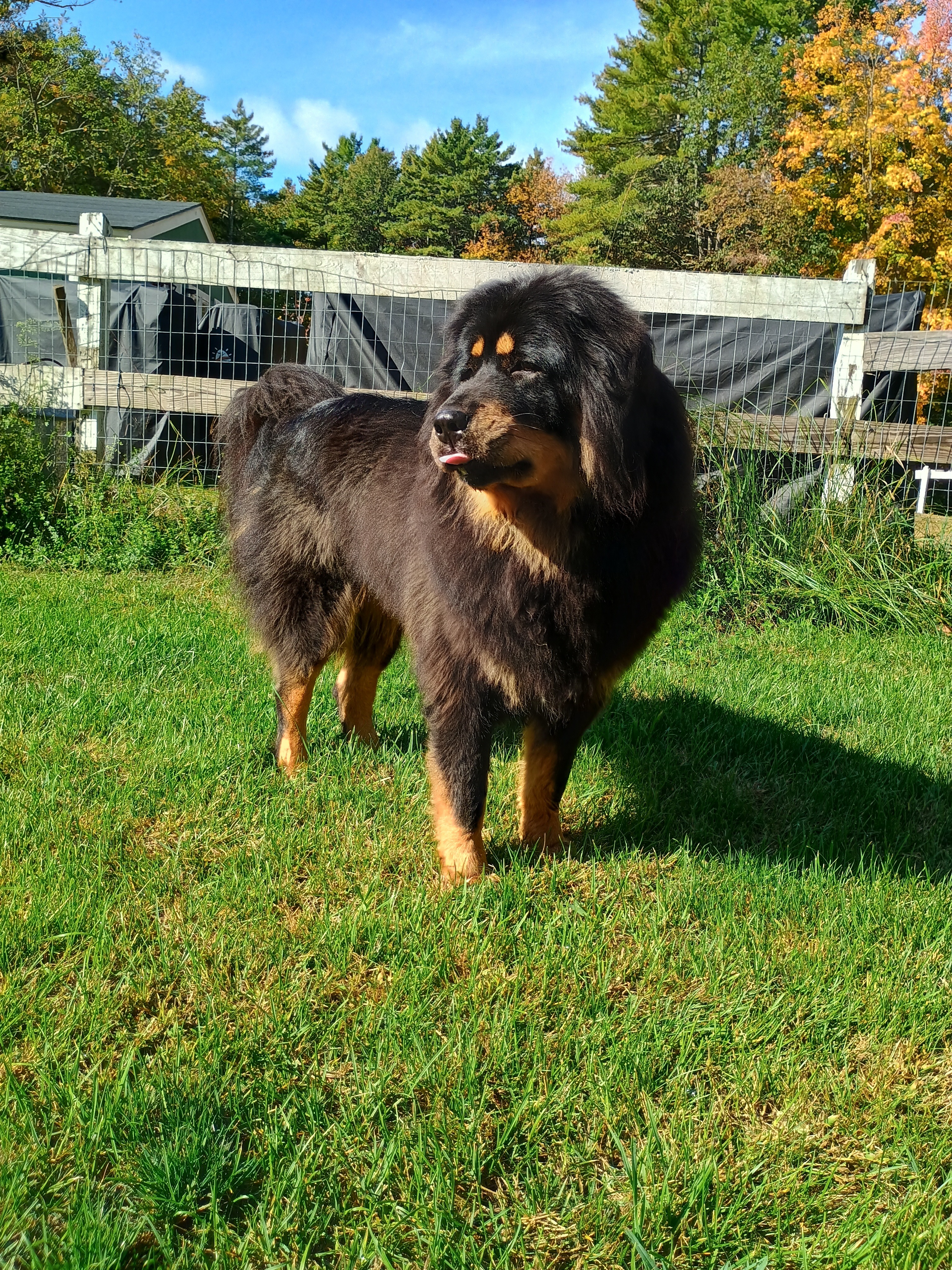Give Molly a Chance at a Happy Life campaign photo, 5 of 7