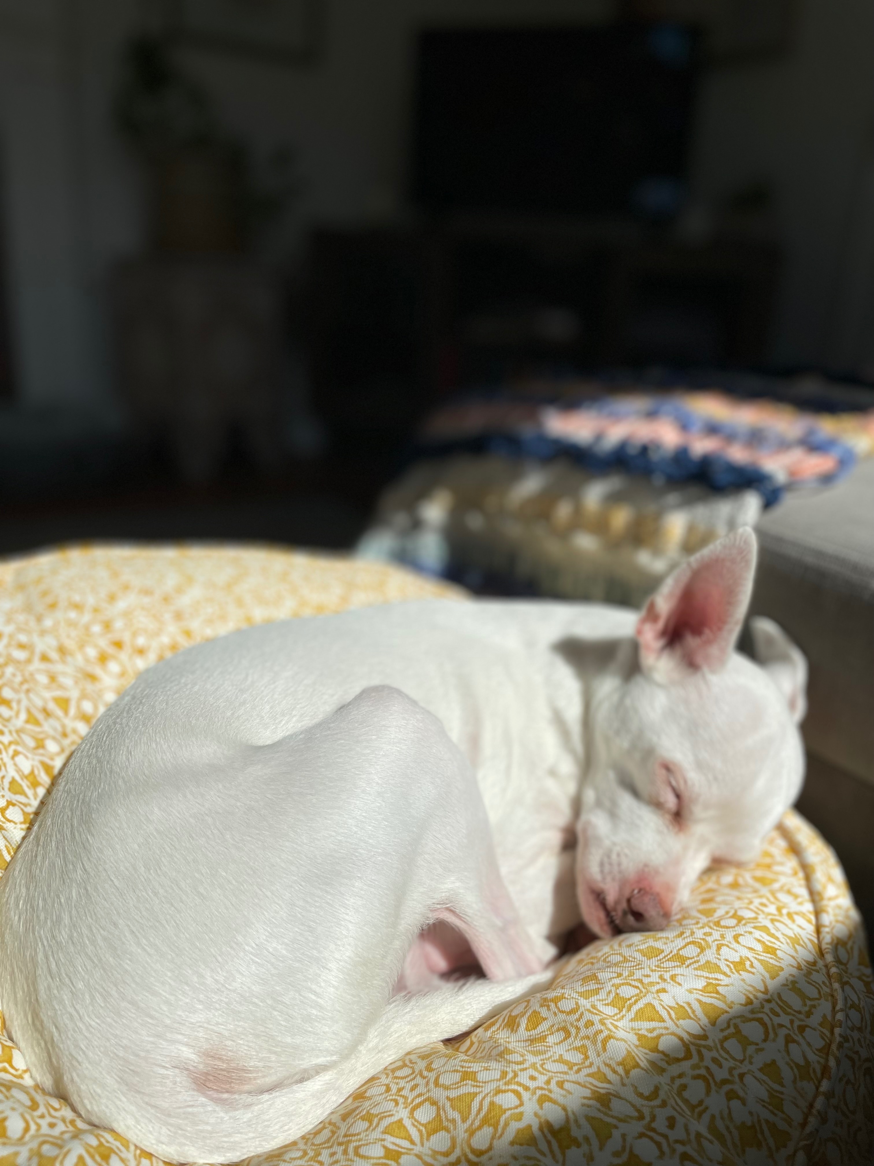 Support Boss: Sweet Puppers Needs Dental Care campaign photo, 2 of 8