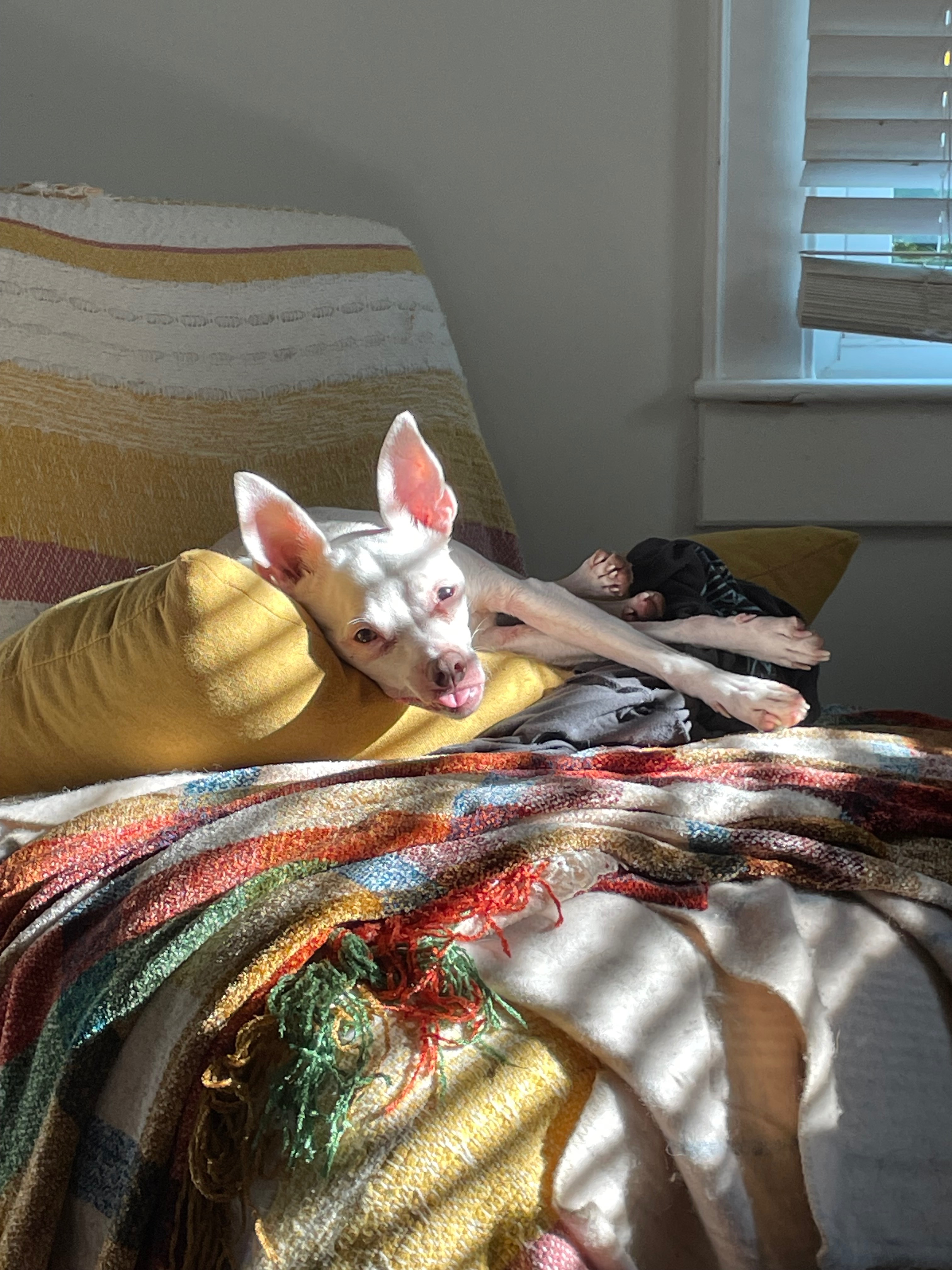 Support Boss: Sweet Puppers Needs Dental Care campaign photo, 4 of 8