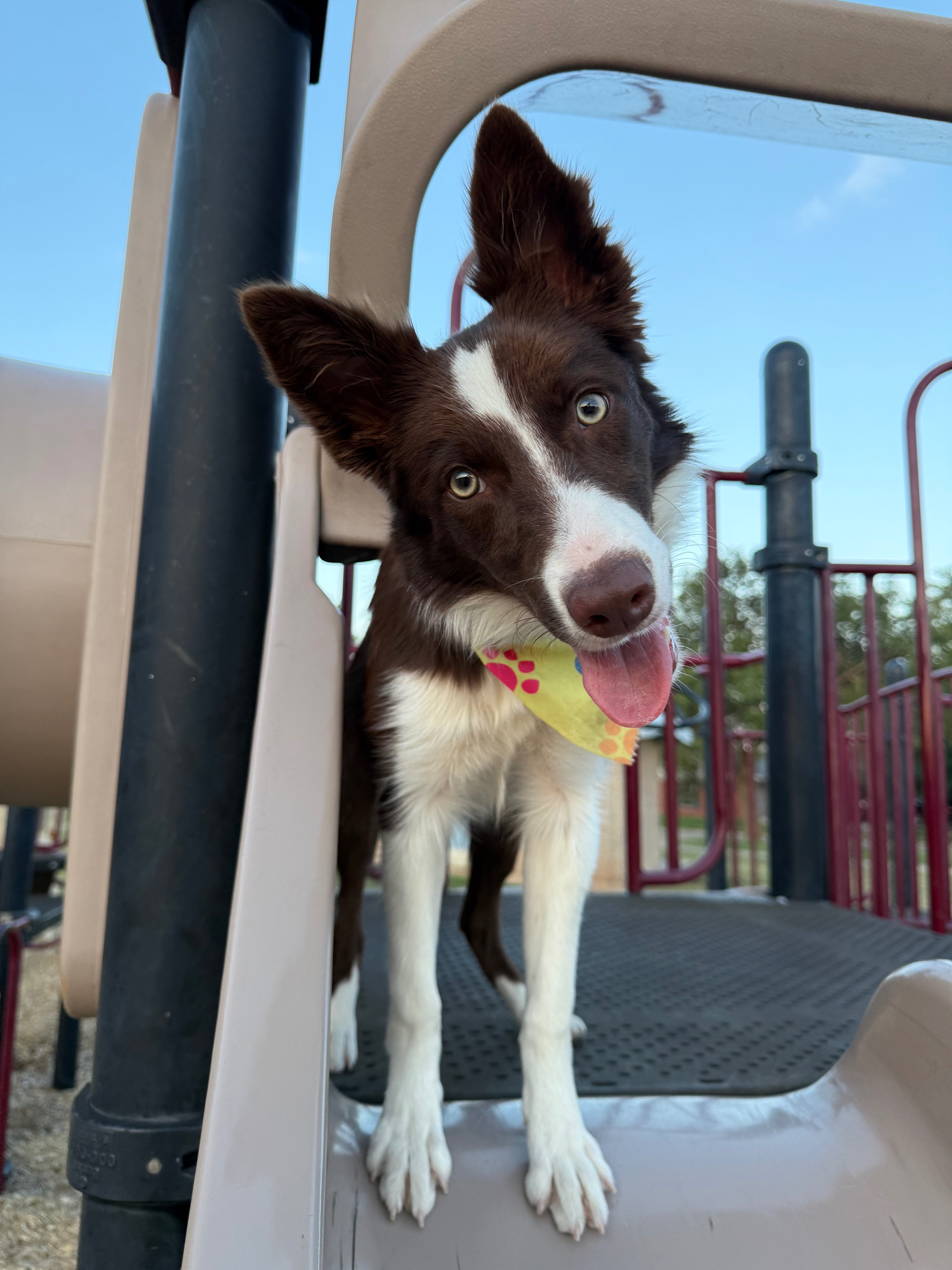 Zara’s emergency surgery campaign photo, 4 of 8
