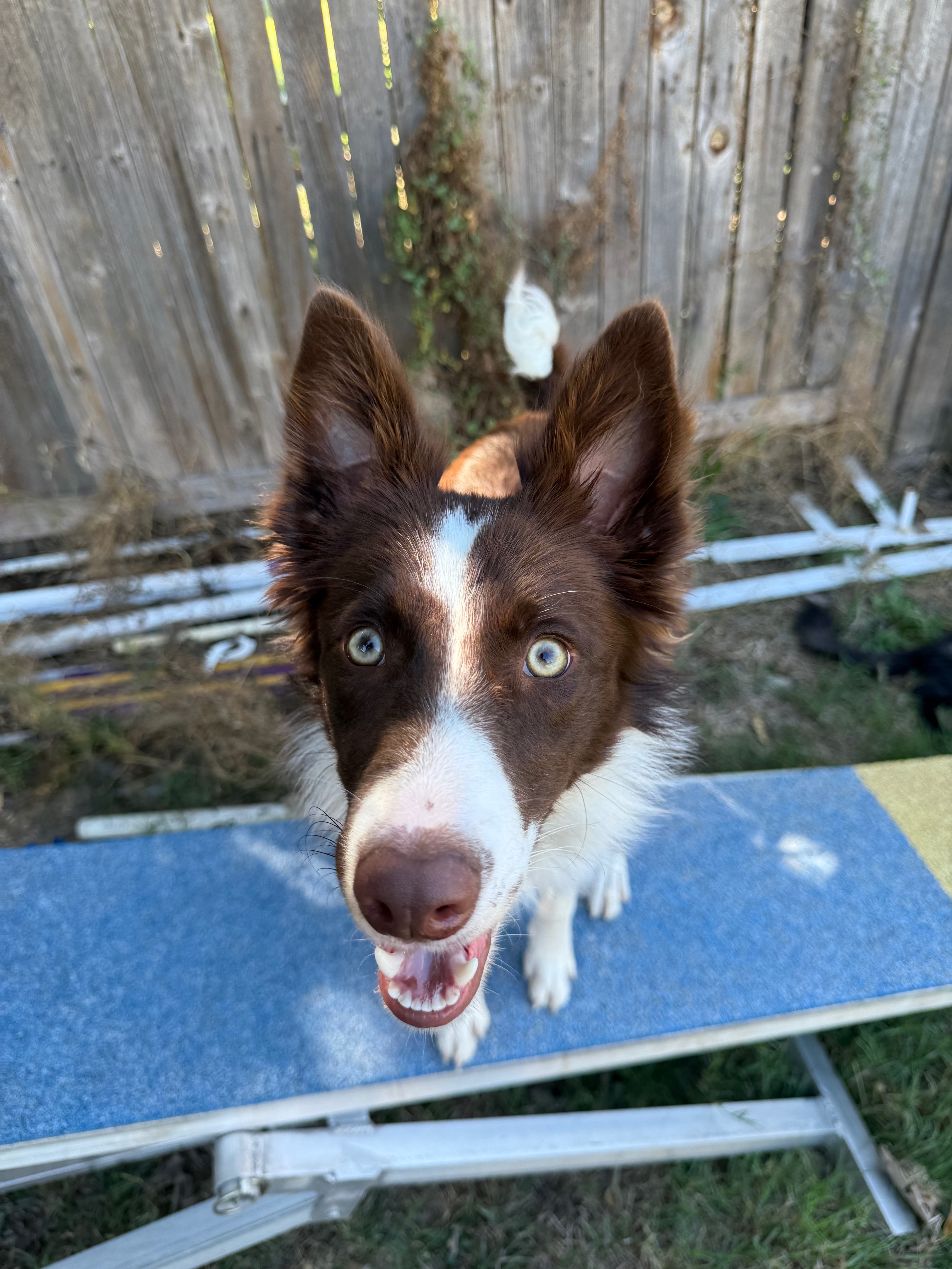 Zara’s emergency surgery campaign photo, 5 of 8