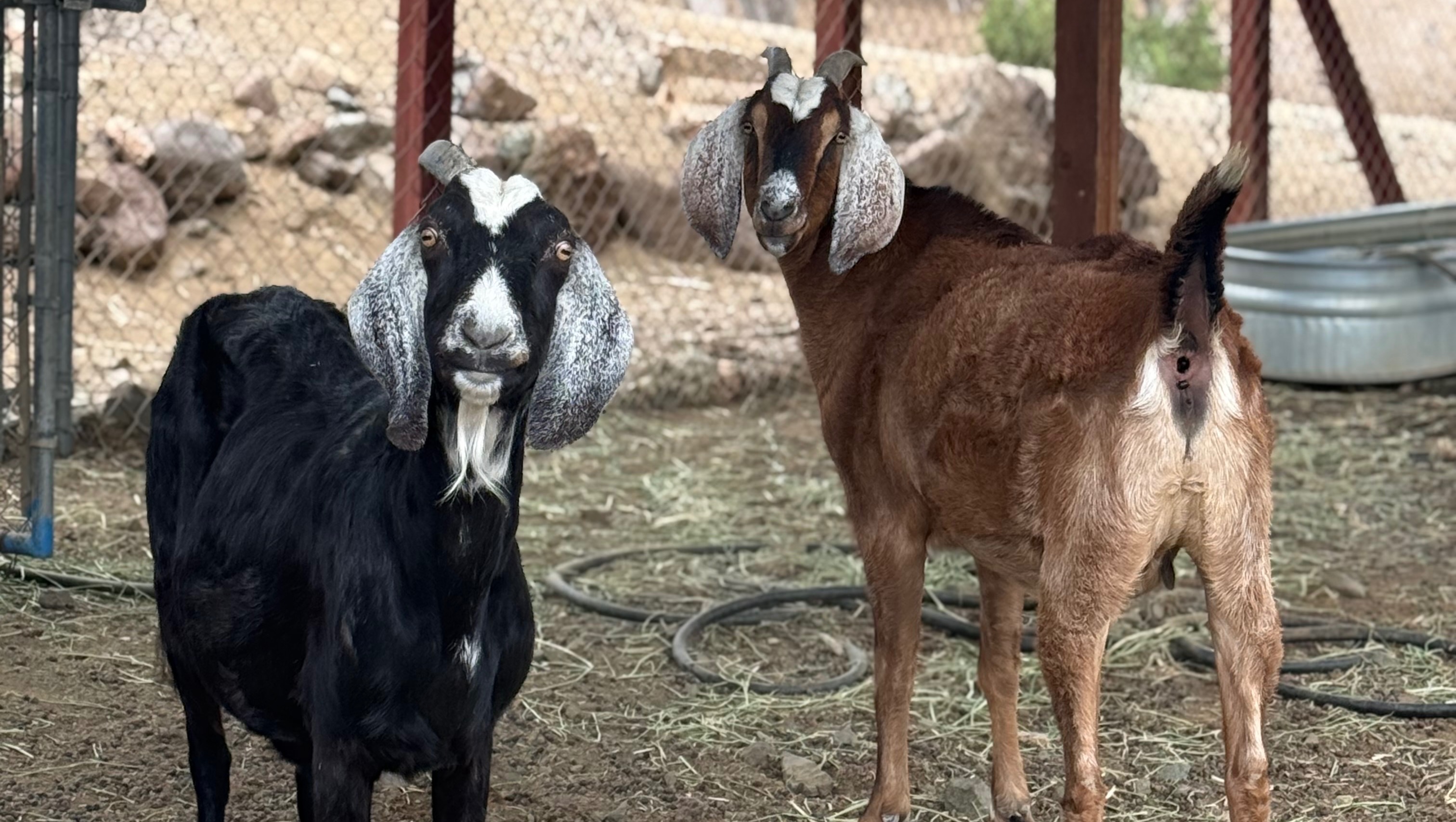 Save Roger and Debbie's Home and Animals photo