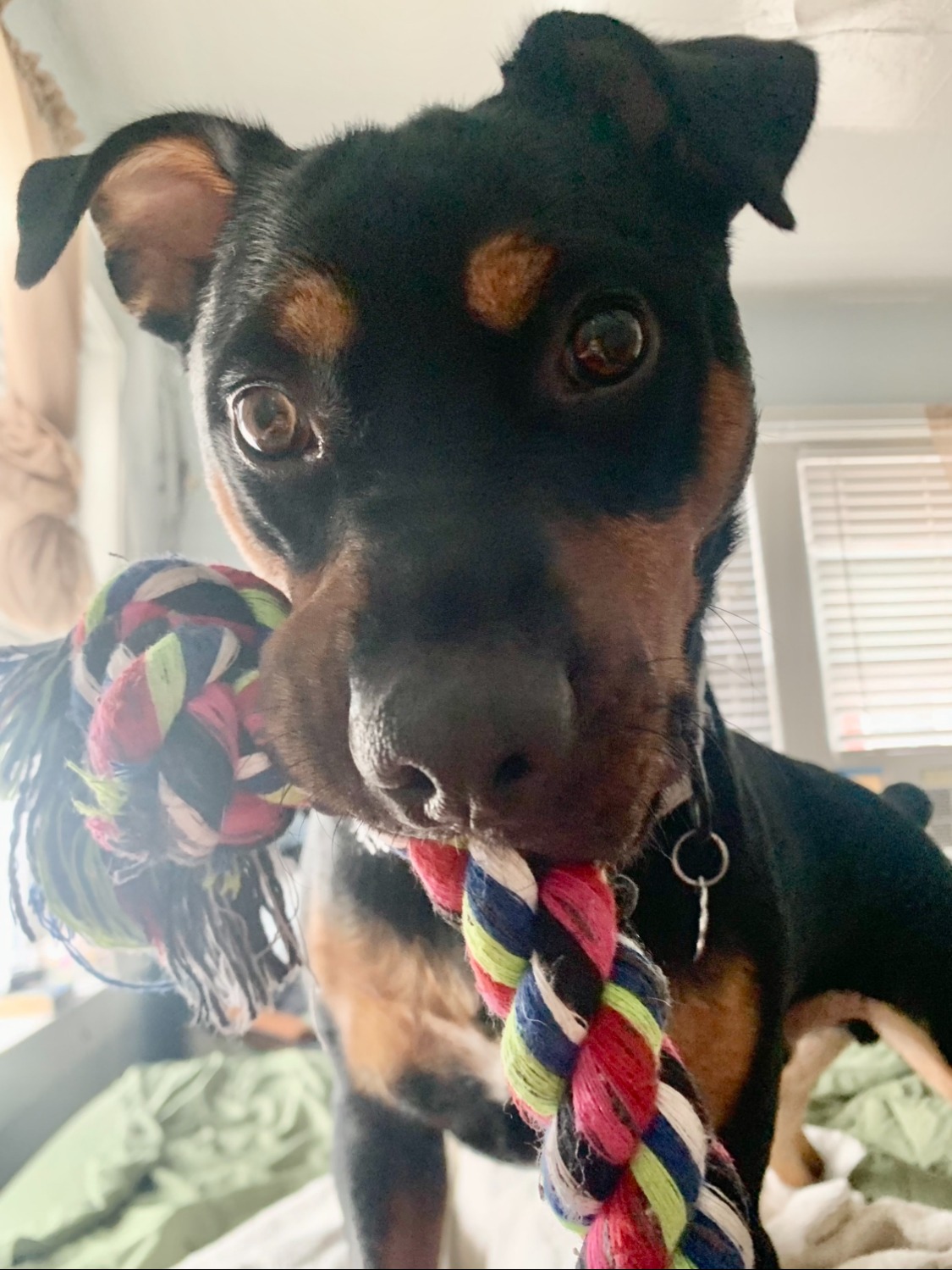 Help PeeWee Recover from Life-Saving Surgery campaign photo, 2 of 7