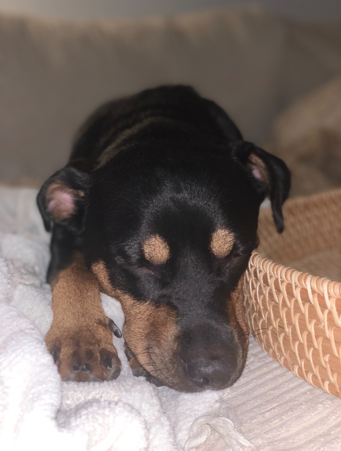 Help PeeWee Recover from Life-Saving Surgery campaign photo, 6 of 7