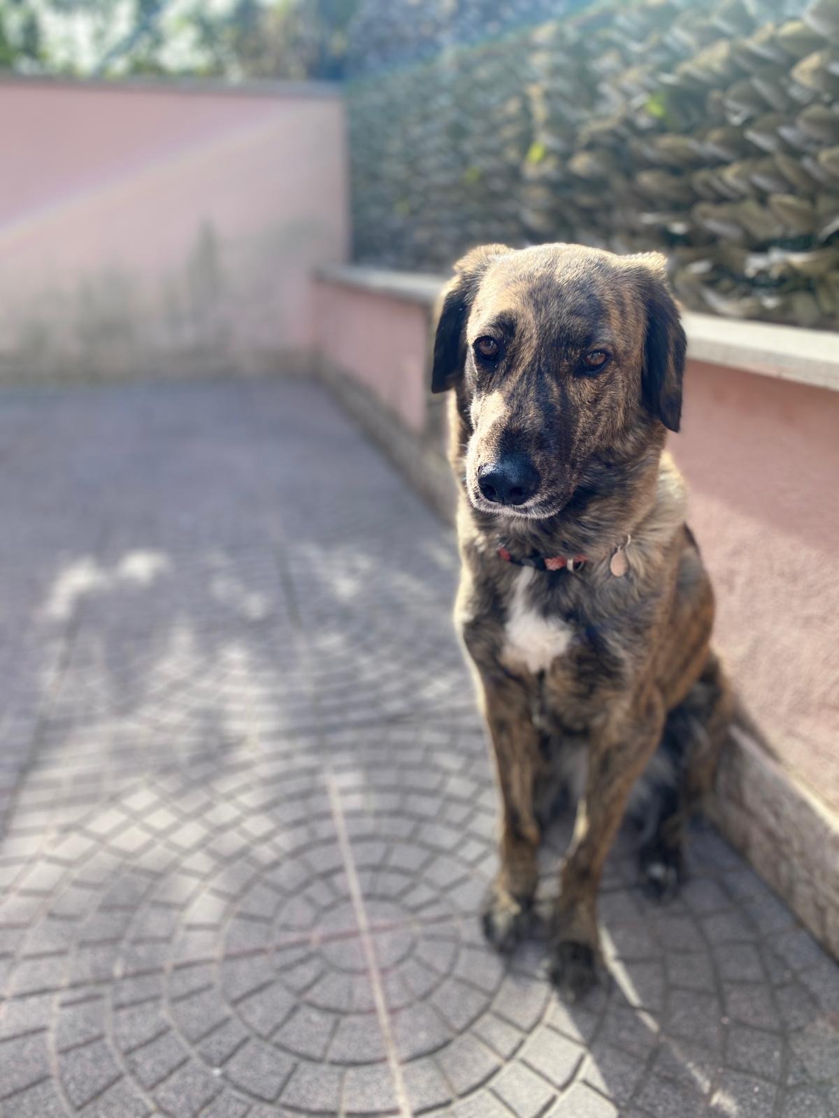 Hilfe für unsere Xena – sie kämpft um ihre Bewegungsfreiheit campaign photo, 5 of 6
