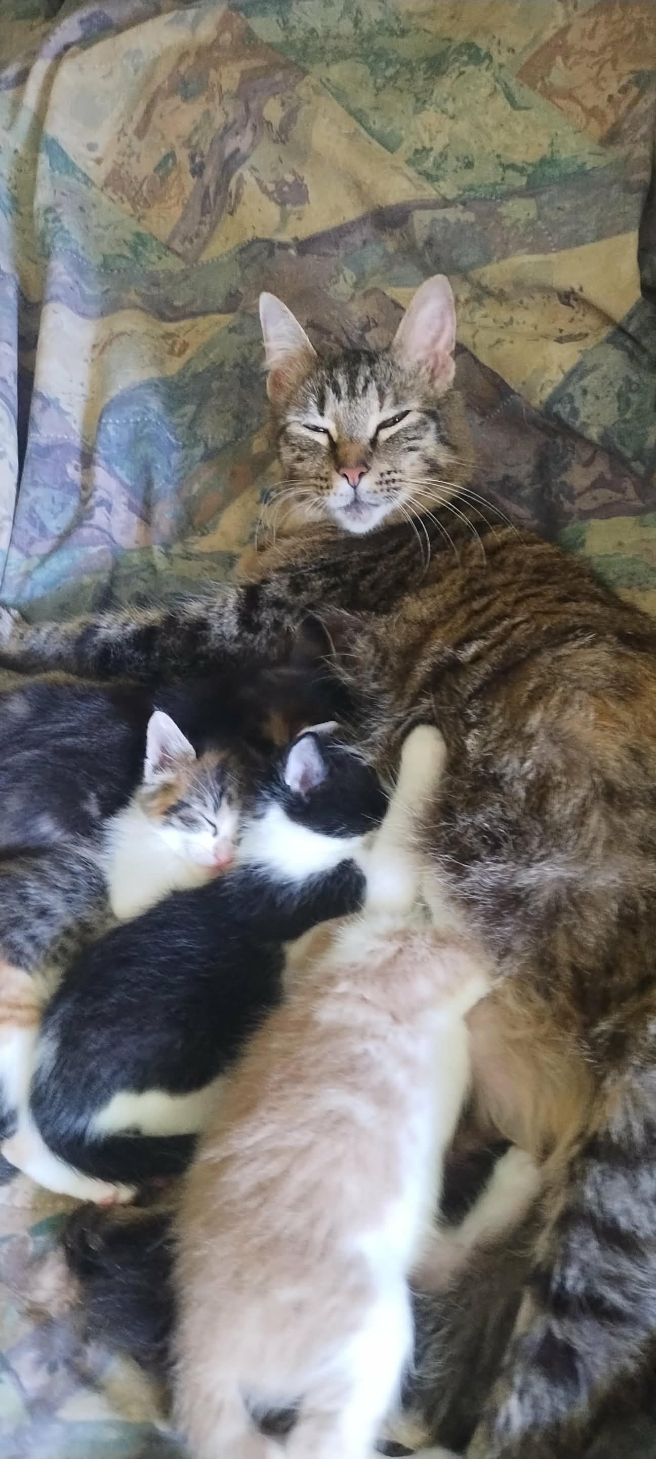 Help Bitty Get Spayed and Stay Healthy campaign photo, 4 of 5