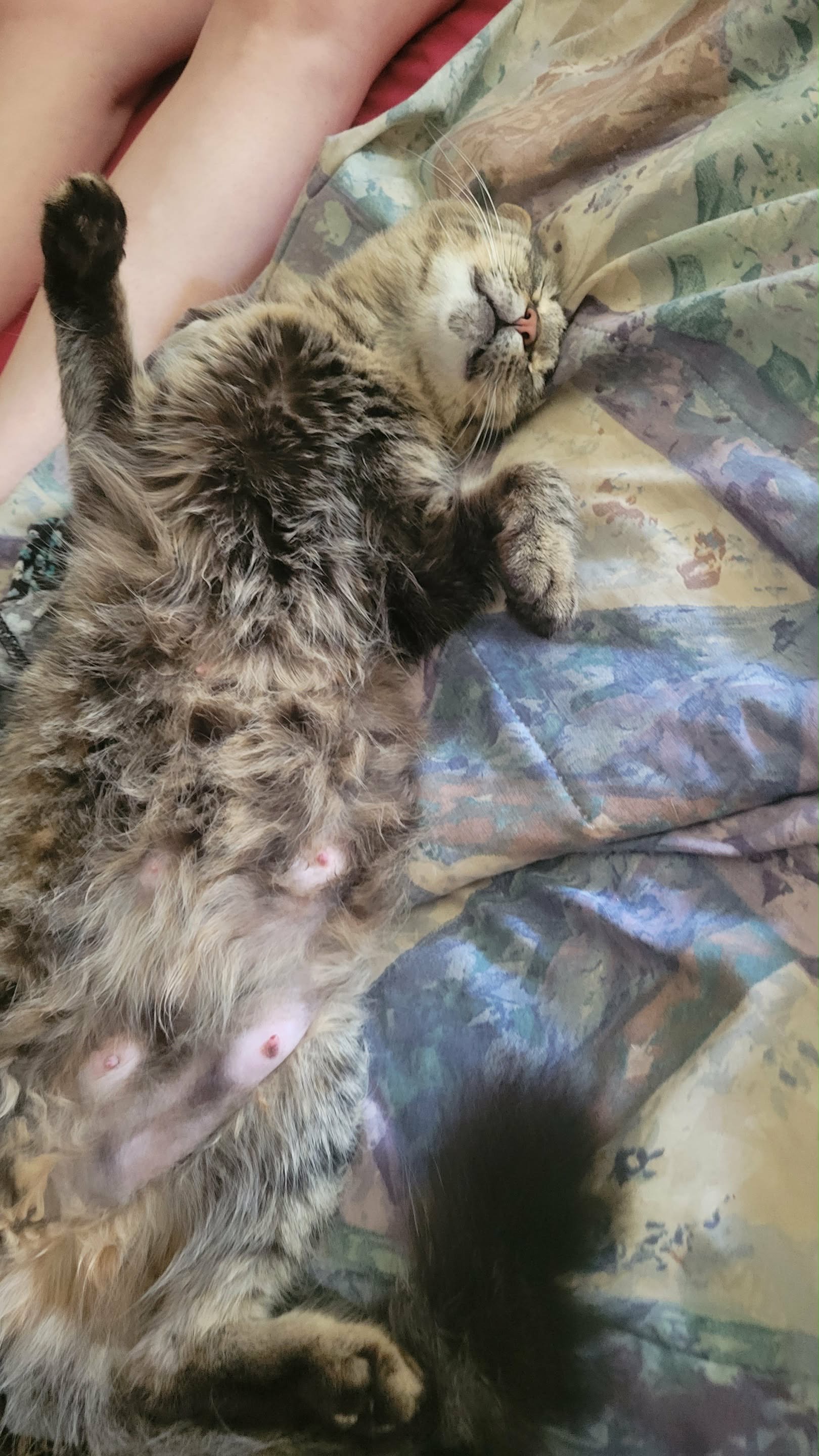 Help Bitty Get Spayed and Stay Healthy campaign photo, 2 of 5