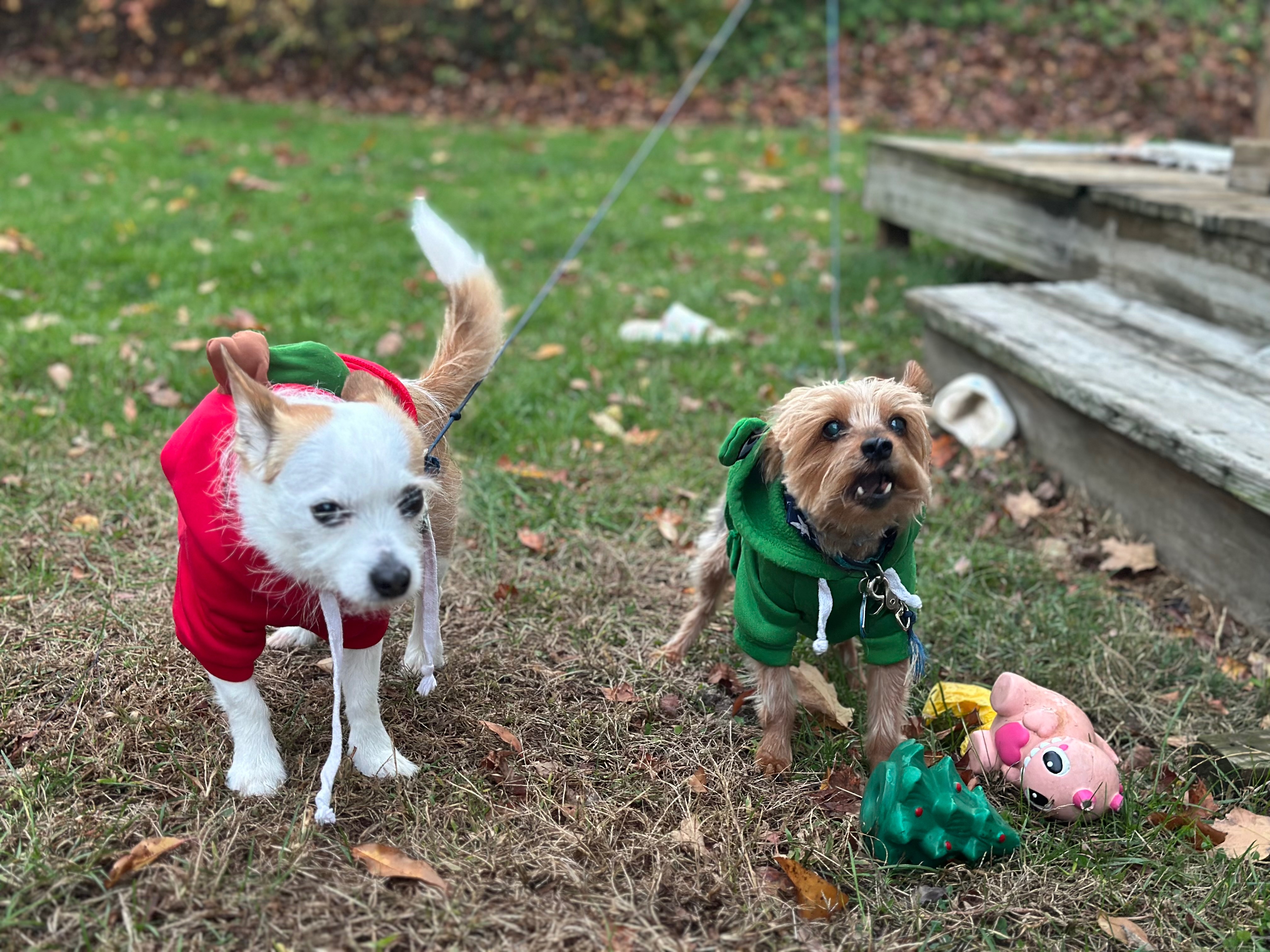 Help Teddy Bear Fuentes Get Lifesaving Care campaign photo, 4 of 8