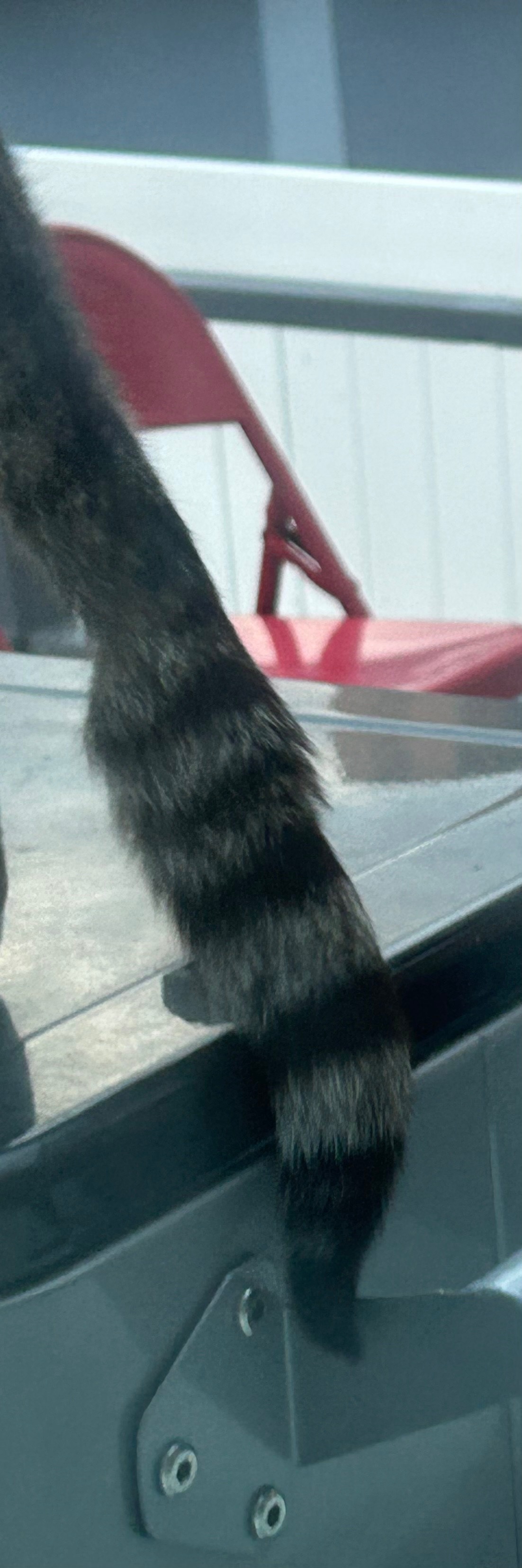 UPDATE- VET FUNDS NEEDED: Help Pumpkin’s broken tail!! campaign photo, 7 of 8