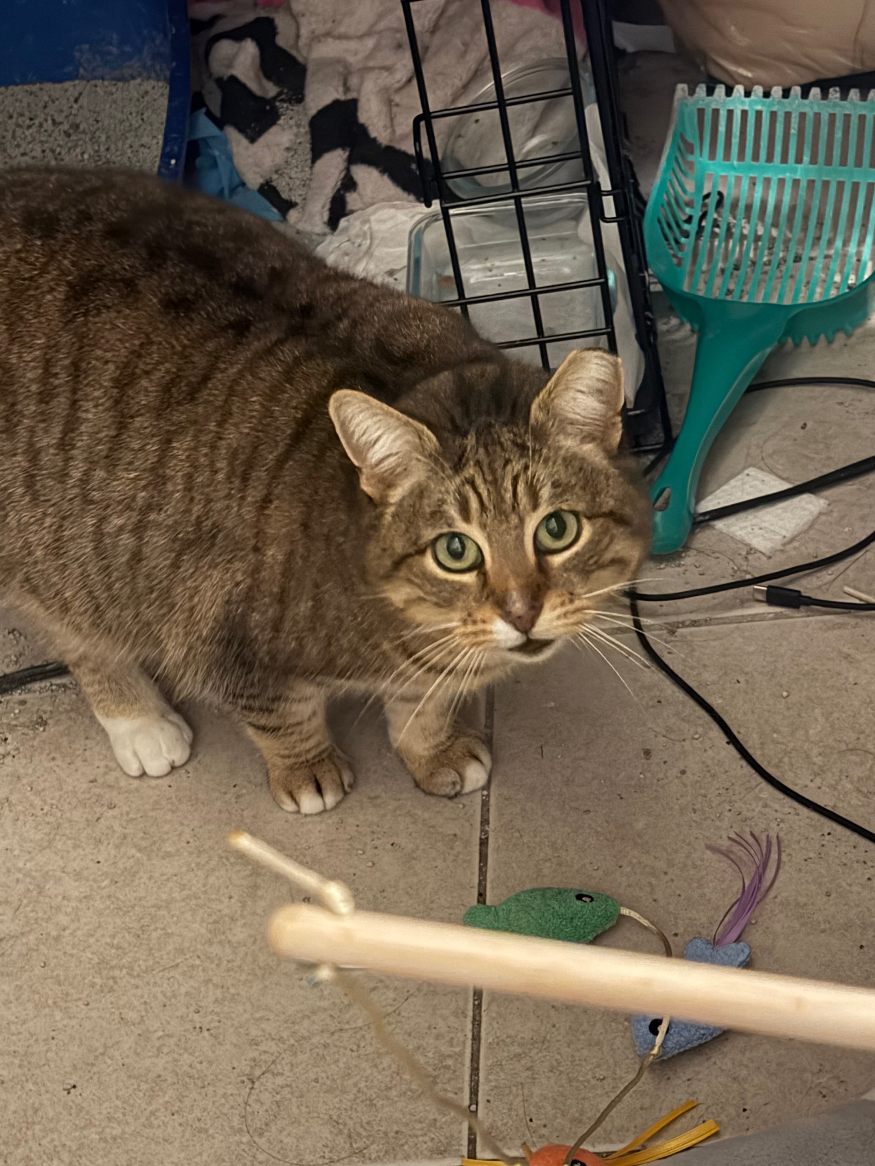 UPDATE- VET FUNDS NEEDED: Help Pumpkin’s broken tail!! campaign photo, 4 of 8