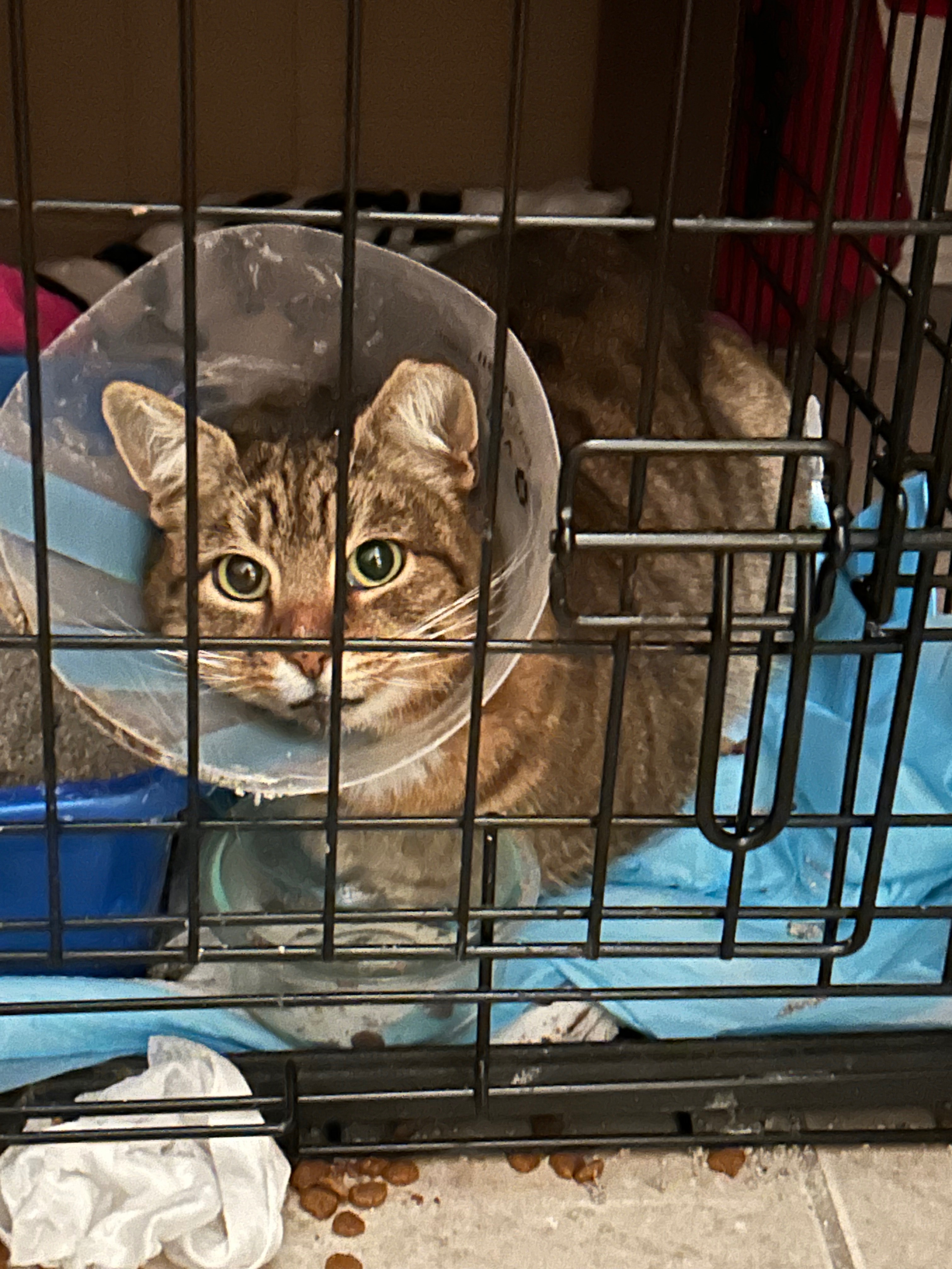 UPDATE- VET FUNDS NEEDED: Help Pumpkin’s broken tail!! campaign photo, 5 of 8