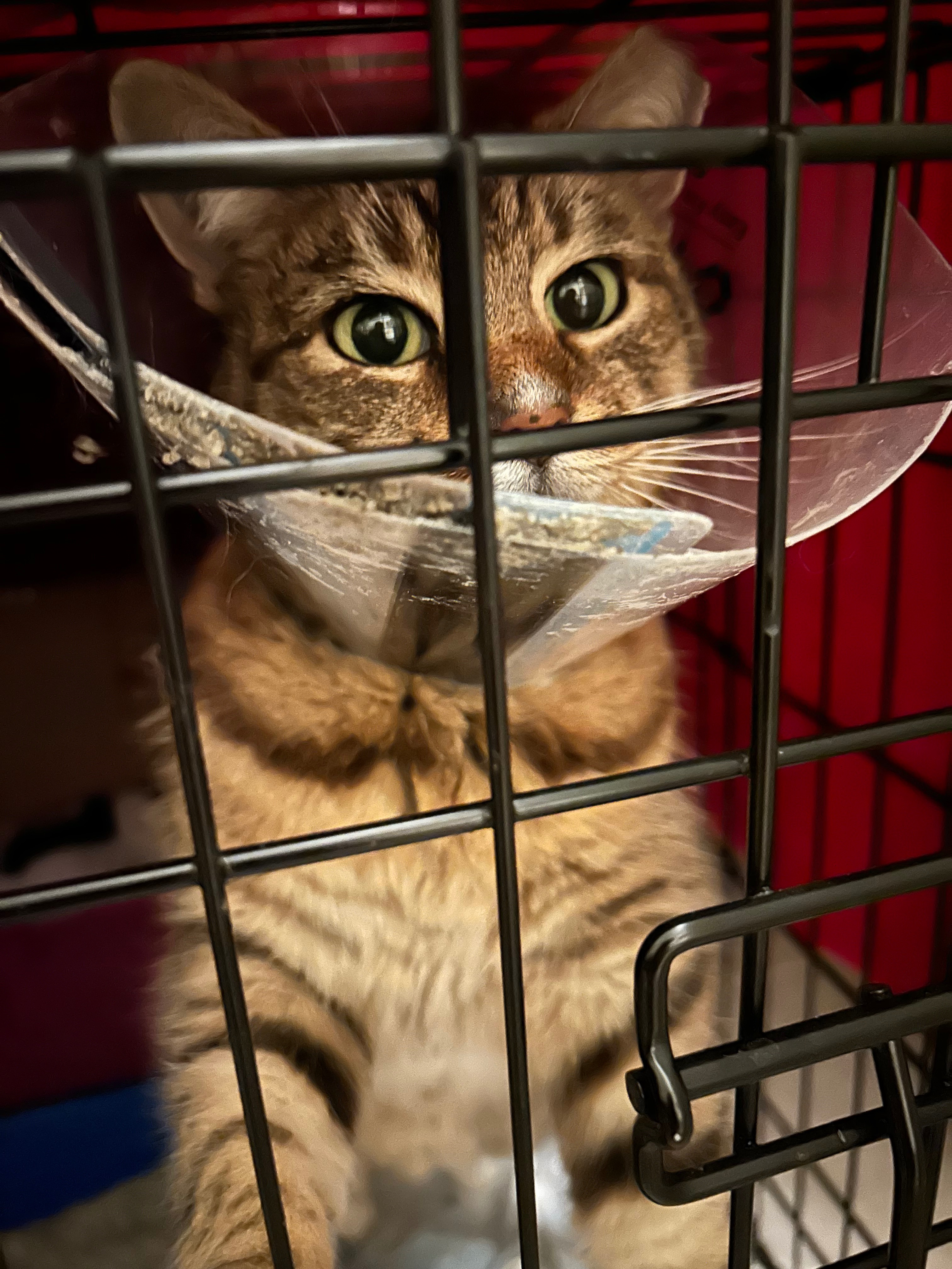 UPDATE- VET FUNDS NEEDED: Help Pumpkin’s broken tail!! campaign photo, 6 of 8