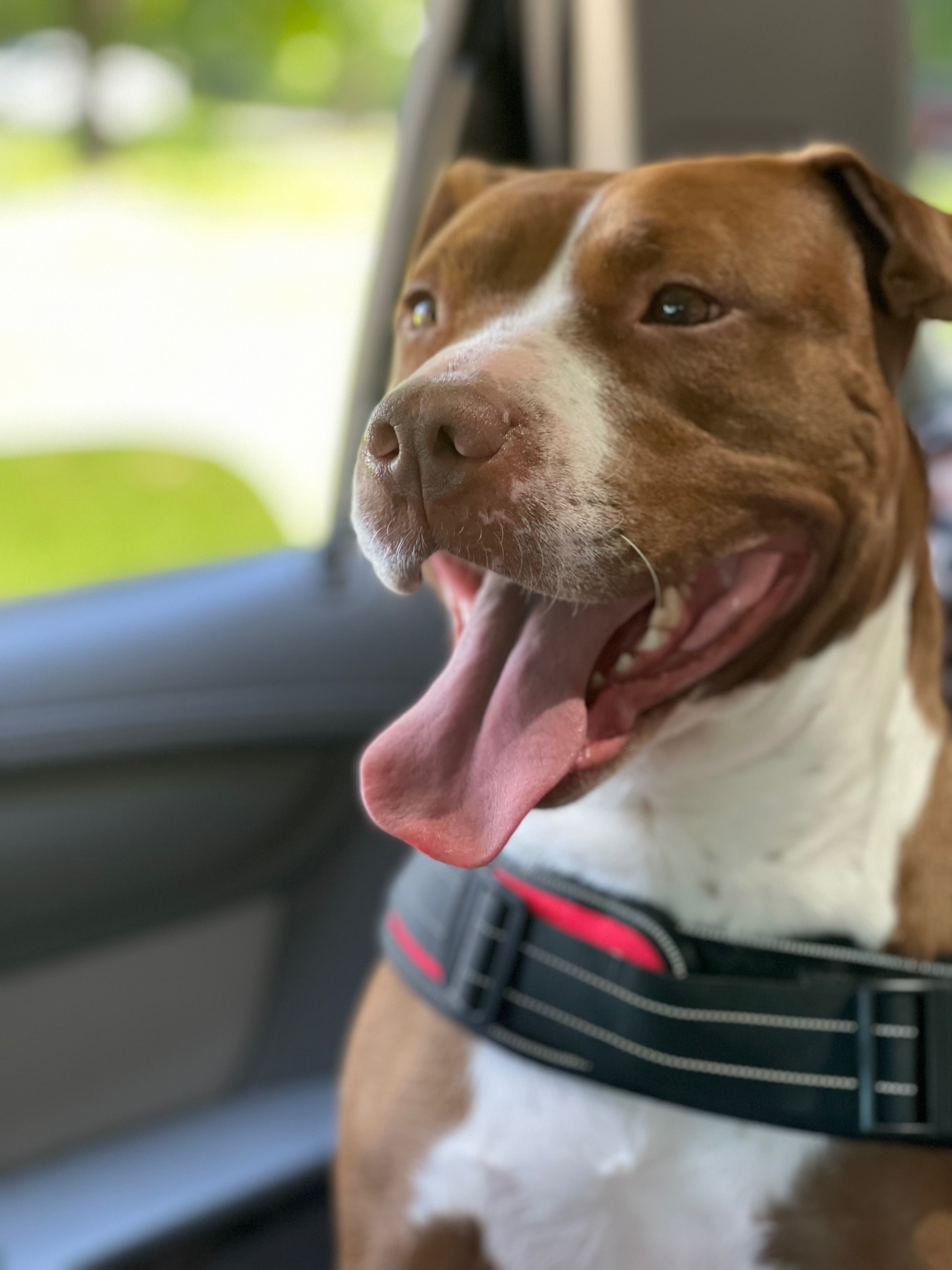 Help Coco Get Life-Saving Surgery campaign photo, 6 of 7