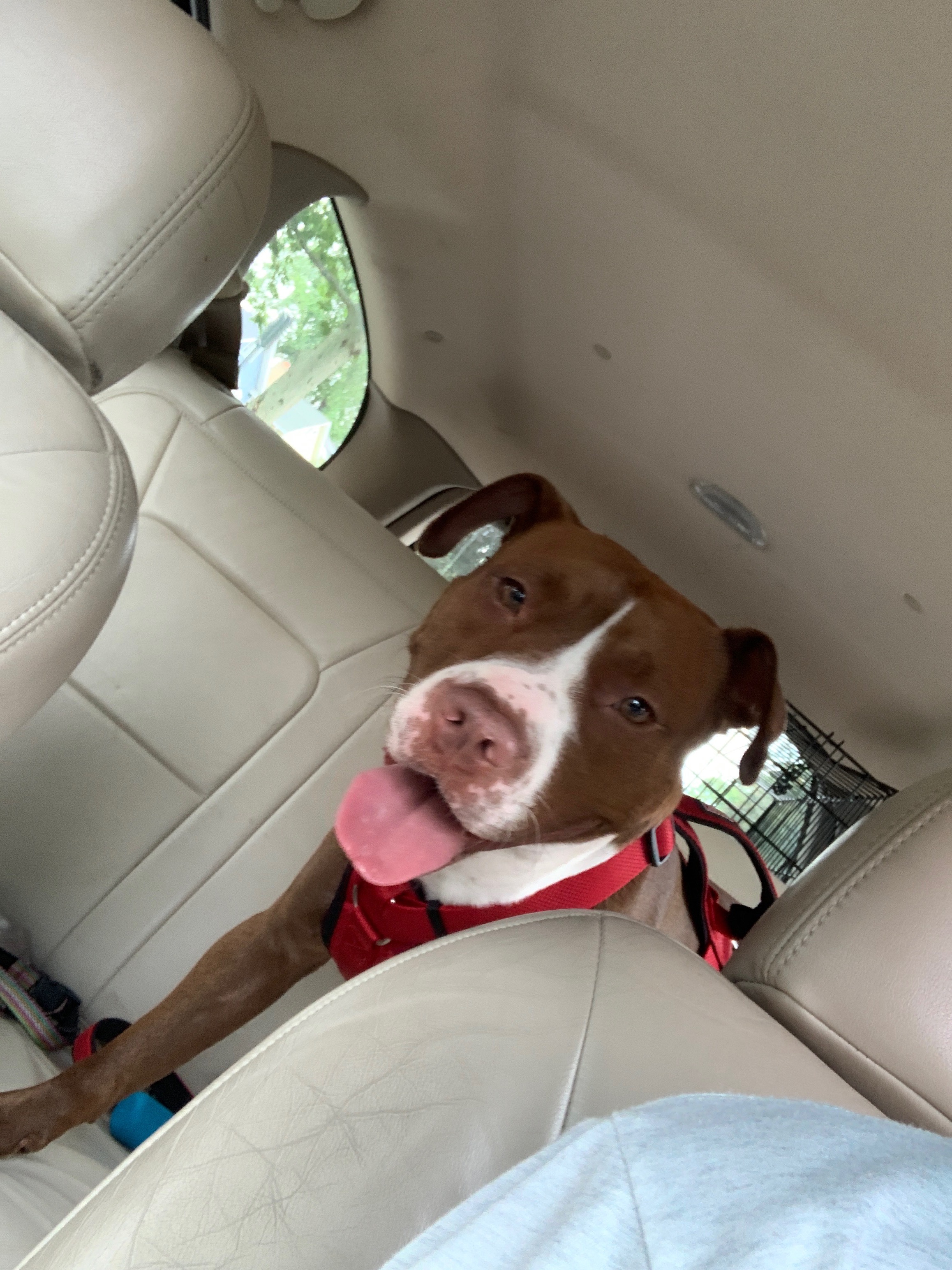 Help Coco Get Life-Saving Surgery campaign photo, 2 of 7