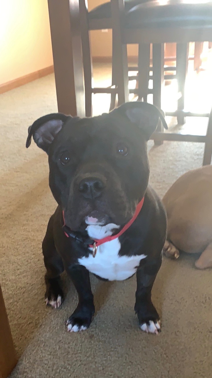 Help Save Jameson: Urgent Vet Costs campaign photo, 6 of 7