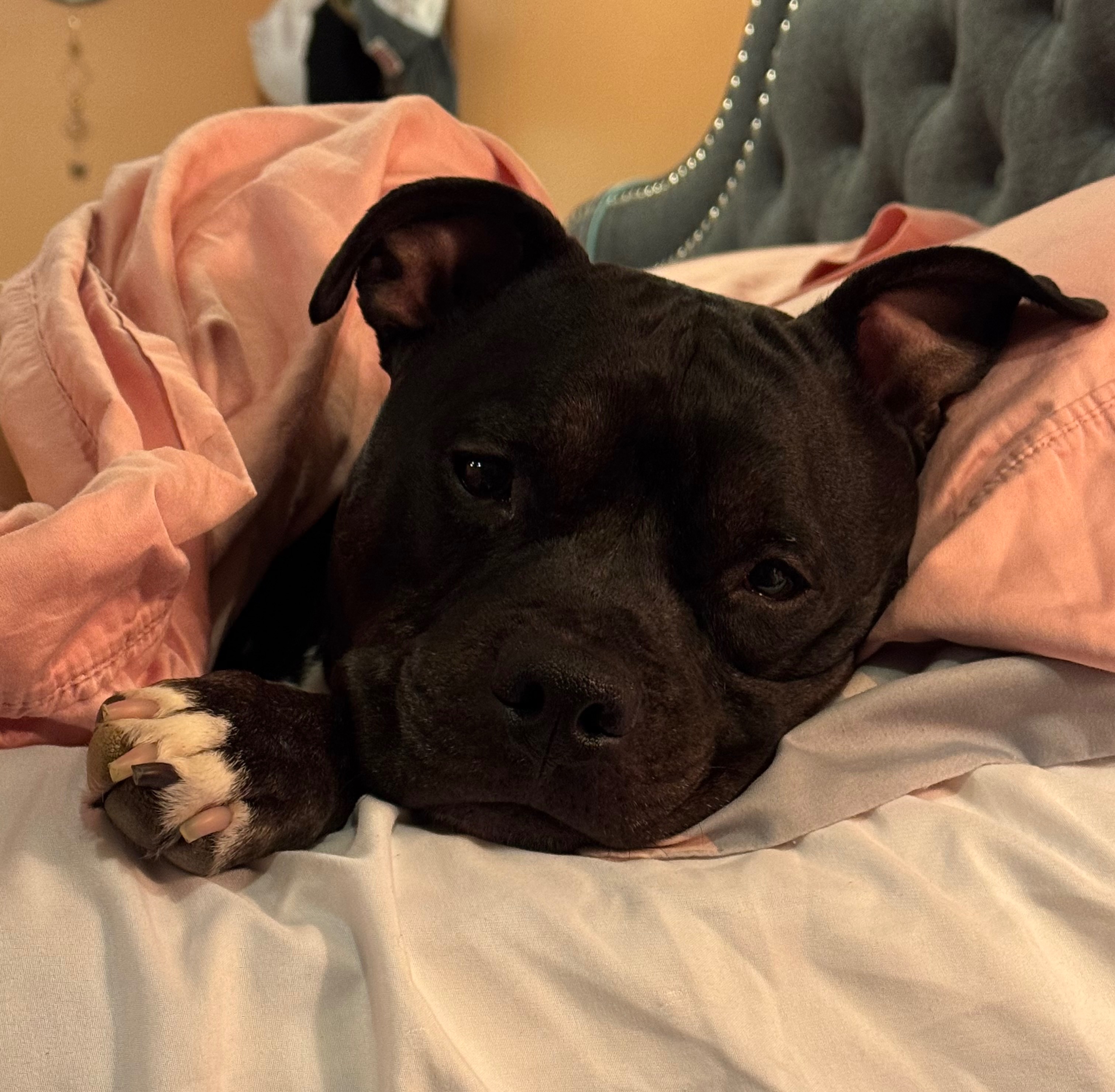 Help Save Jameson: Urgent Vet Costs campaign photo, 4 of 7