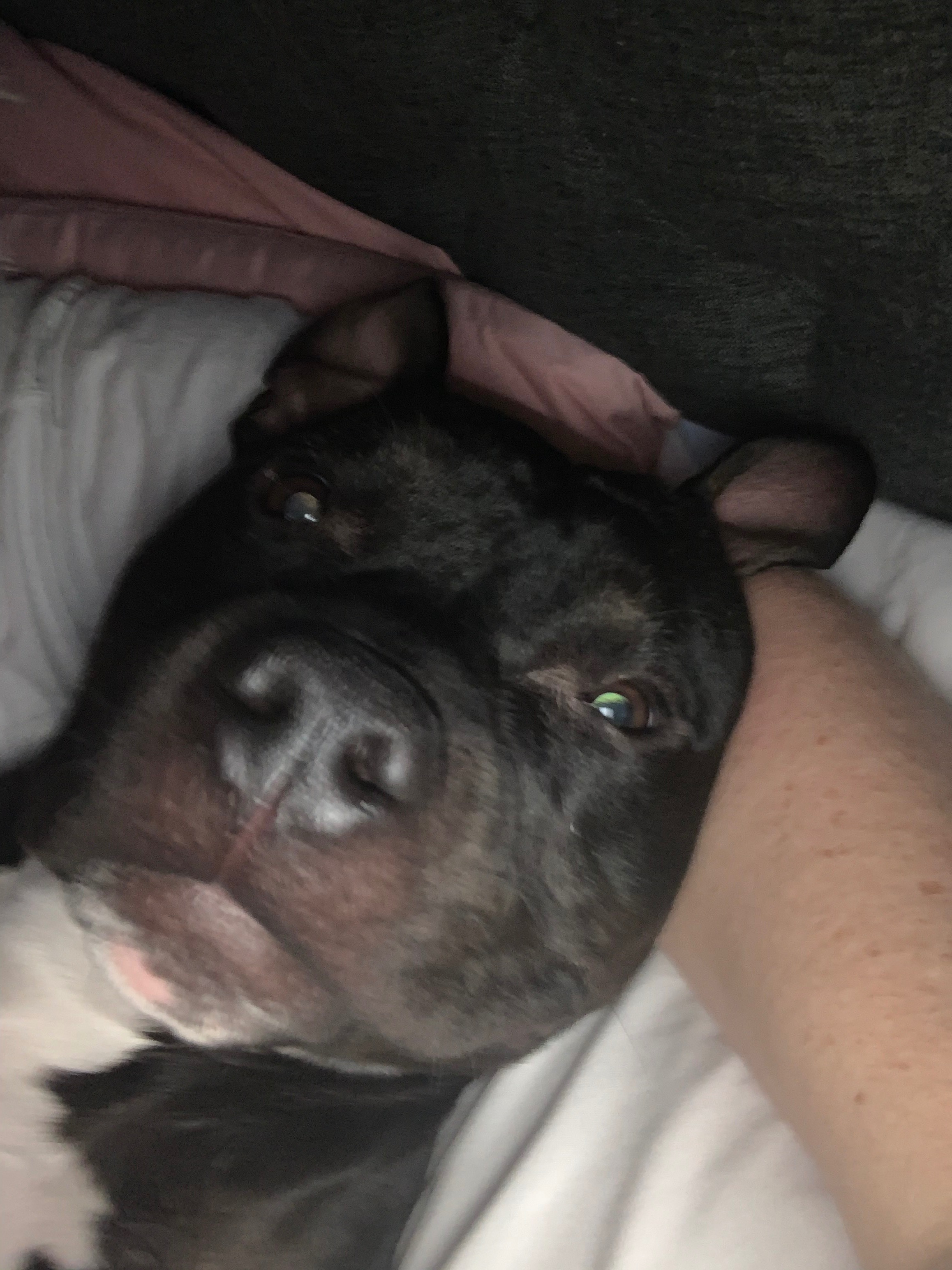 Help Save Jameson: Urgent Vet Costs campaign photo, 5 of 7
