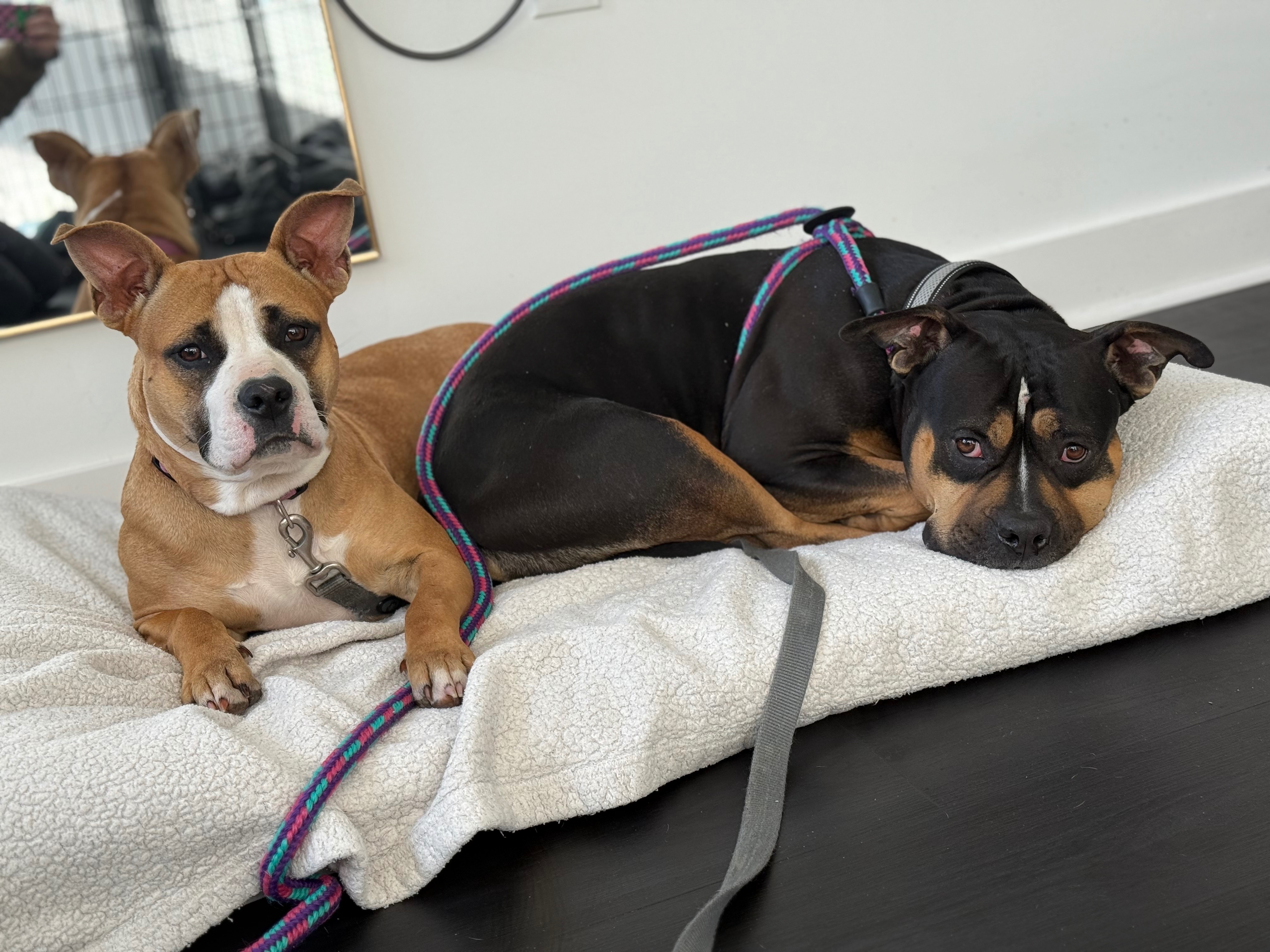 Donate to Frankie and Jovi's New Beginning campaign photo, 2 of 8