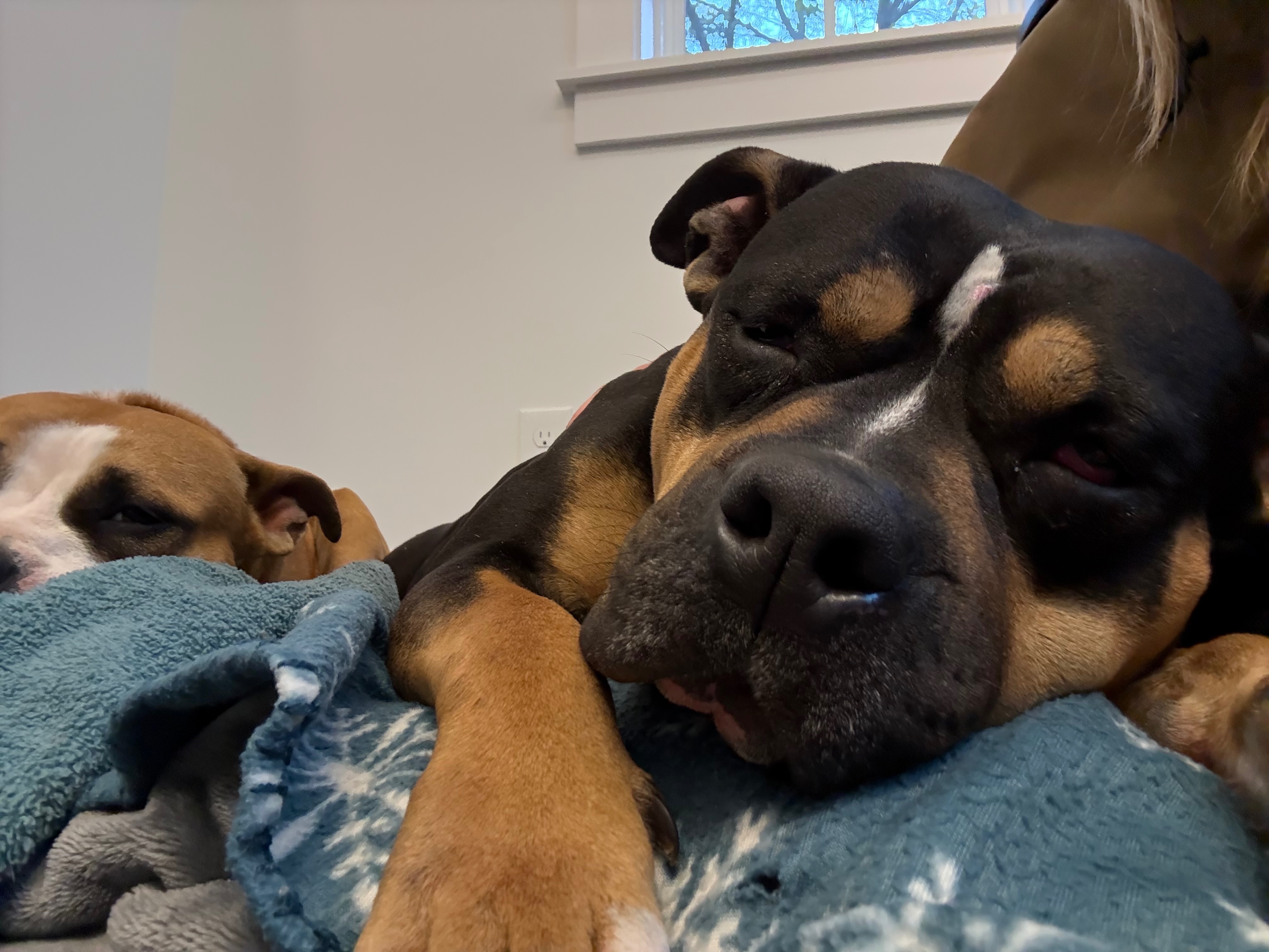 Donate to Frankie and Jovi's New Beginning campaign photo, 7 of 8