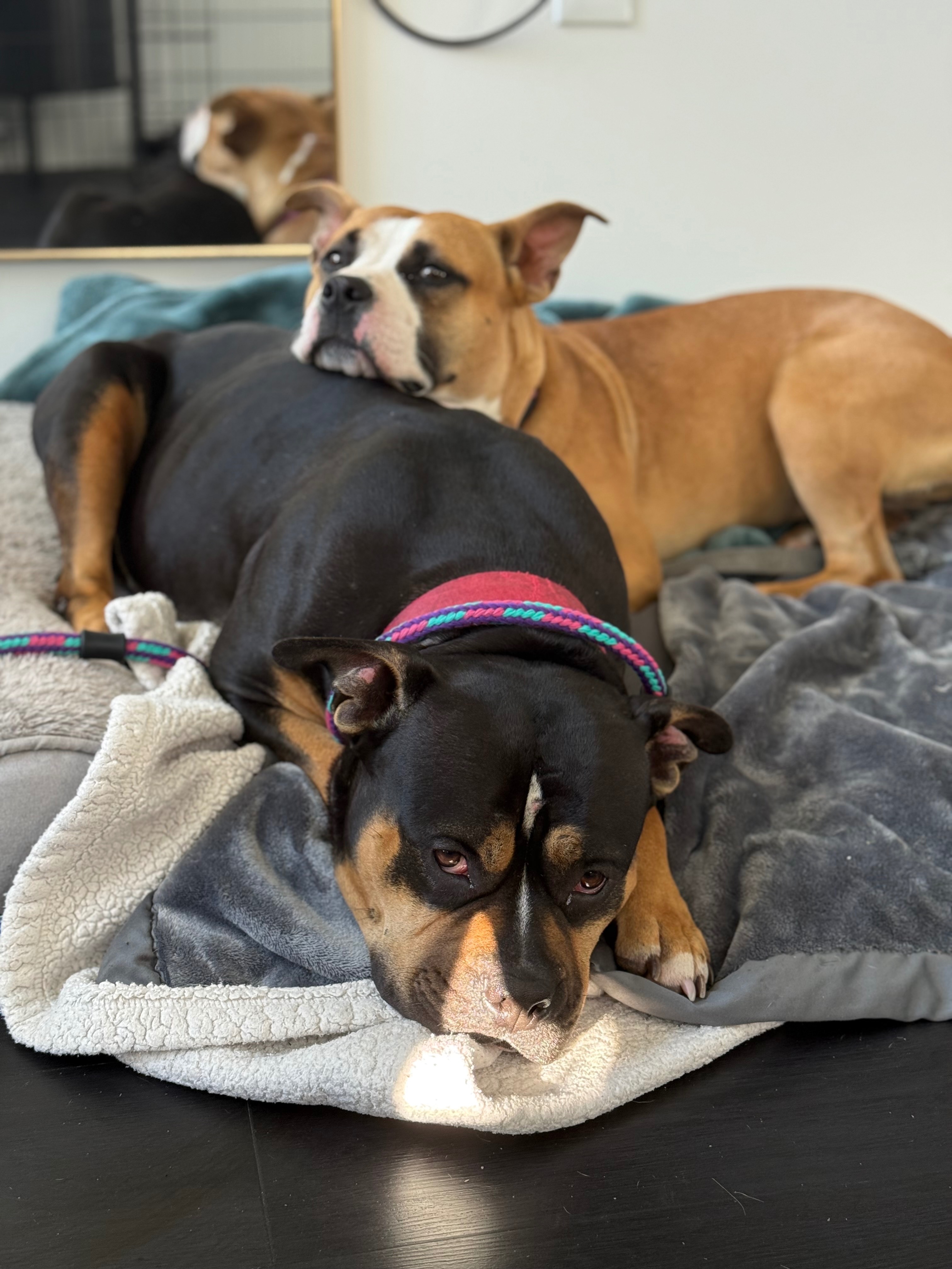 Donate to Frankie and Jovi's New Beginning campaign photo, 4 of 8