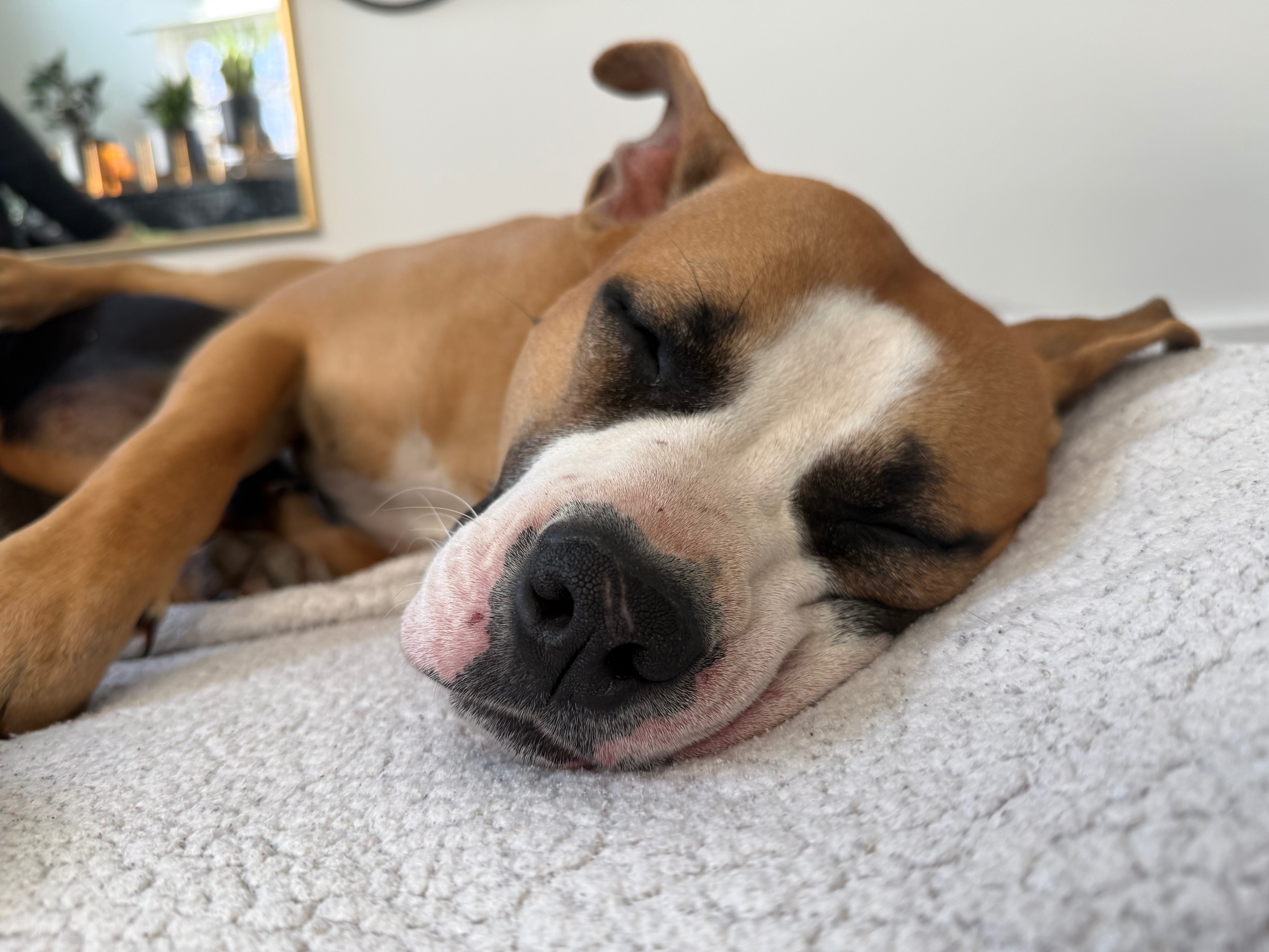 Donate to Frankie and Jovi's New Beginning campaign photo, 5 of 8