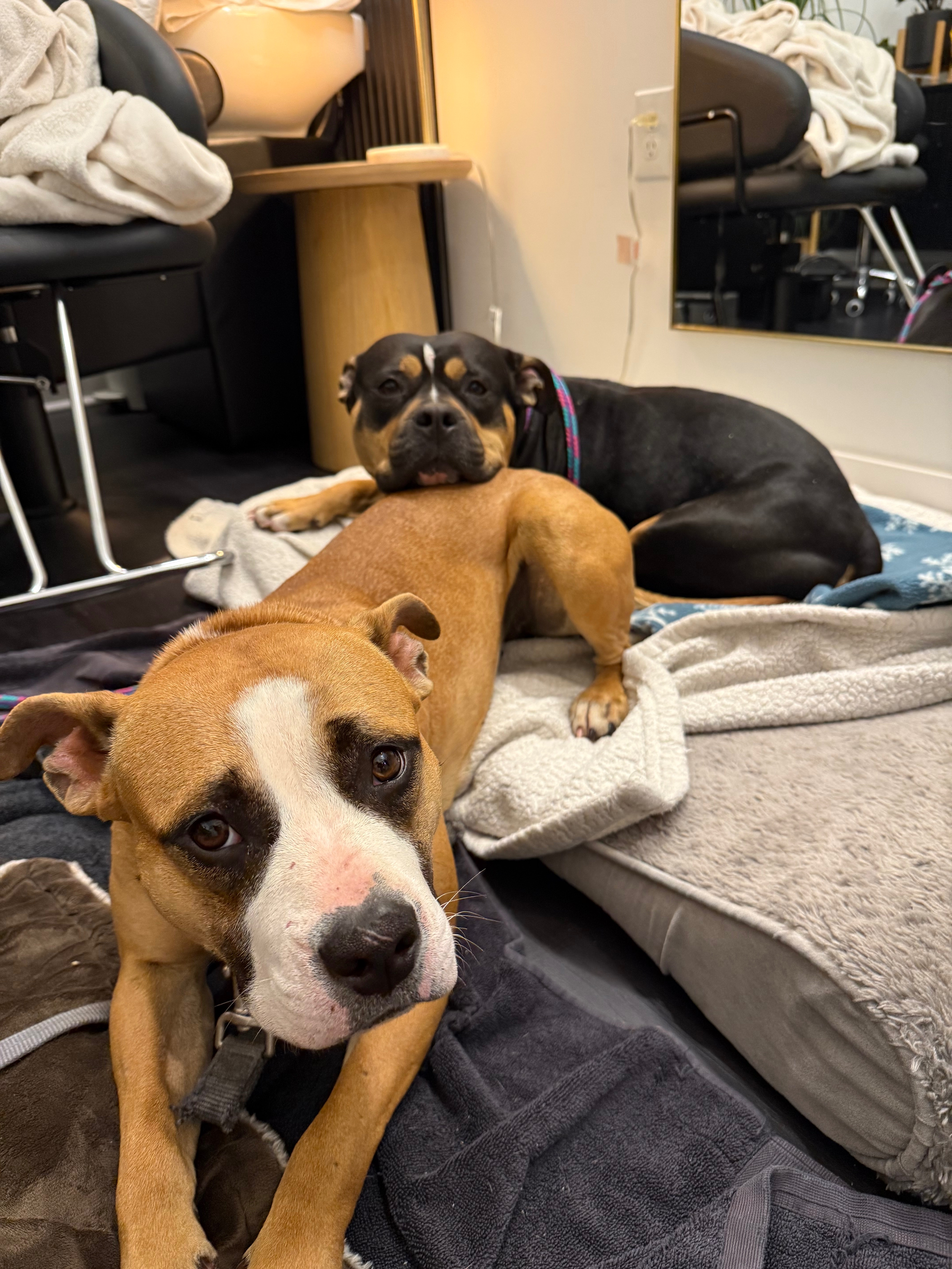 Donate to Frankie and Jovi's New Beginning campaign photo, 6 of 8