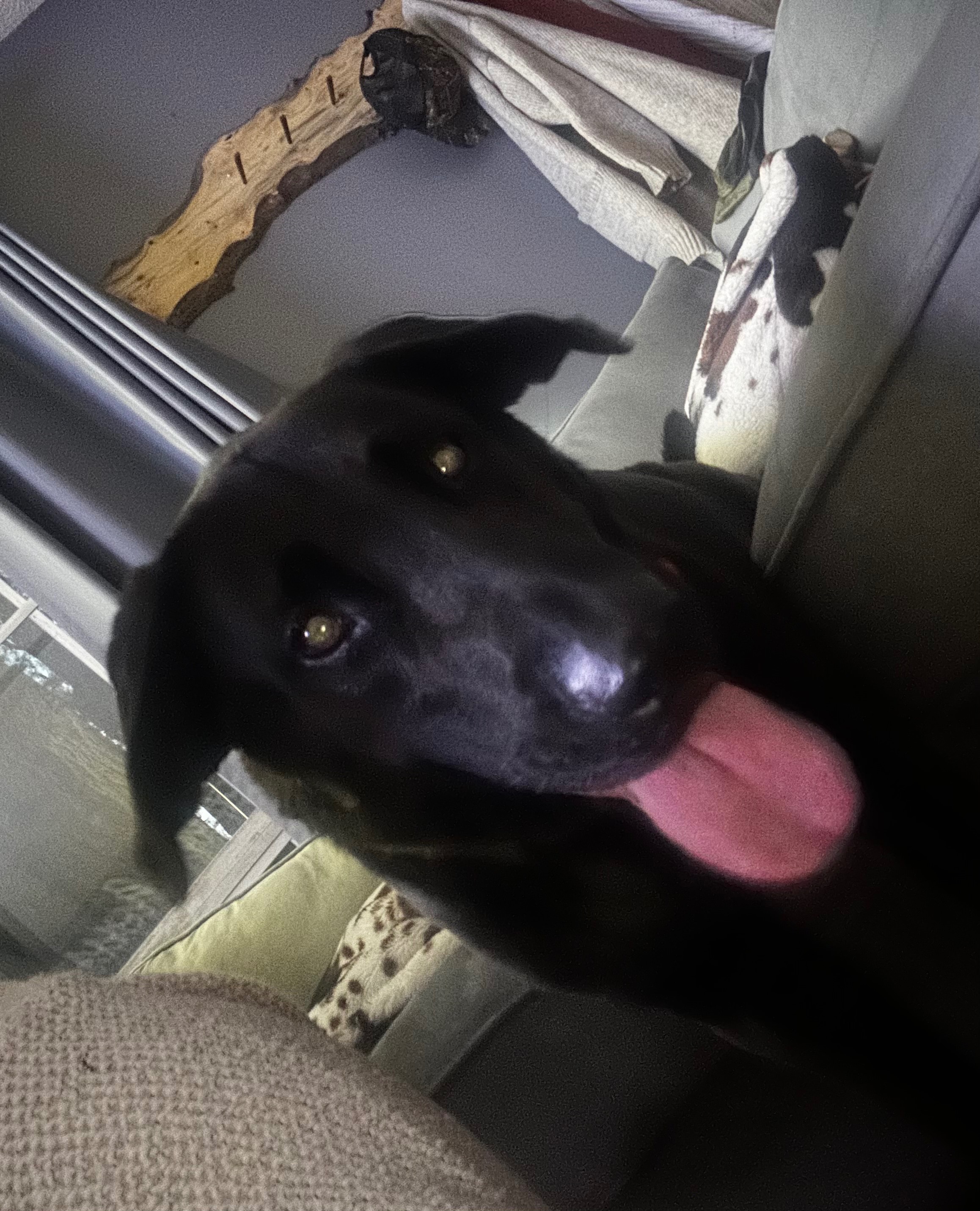 Help Willow Get Her ACL Surgery campaign photo, 4 of 5