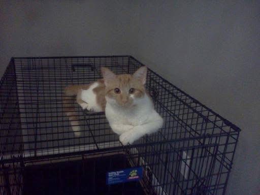 Help Butterscotch Get the MRI He Desperately Needs campaign photo, 7 of 8