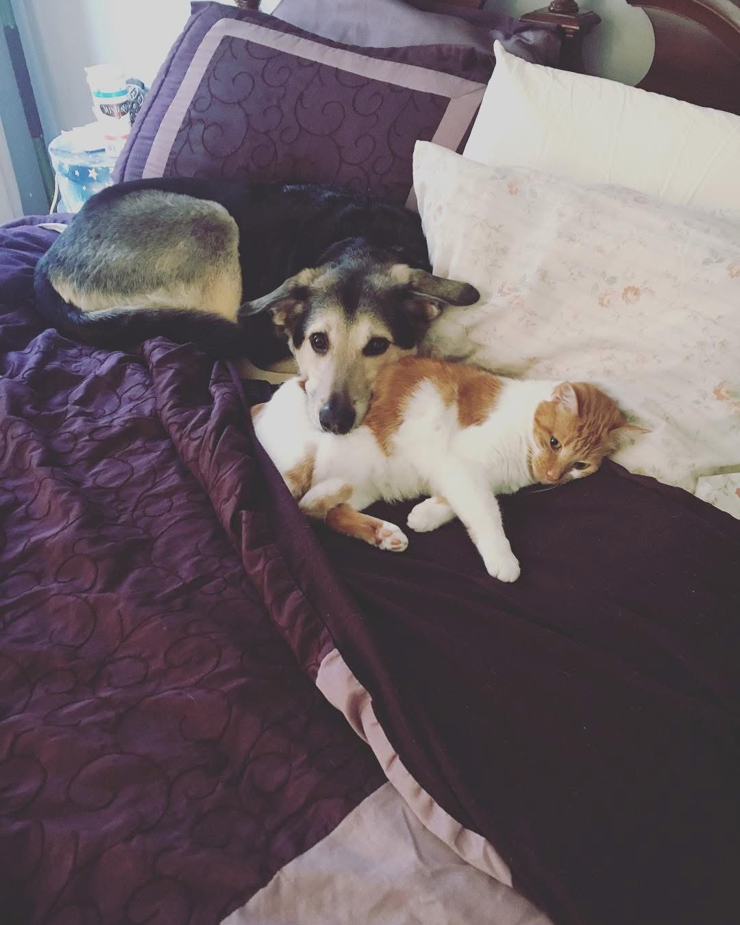 Help Butterscotch Get the MRI He Desperately Needs campaign photo, 2 of 8