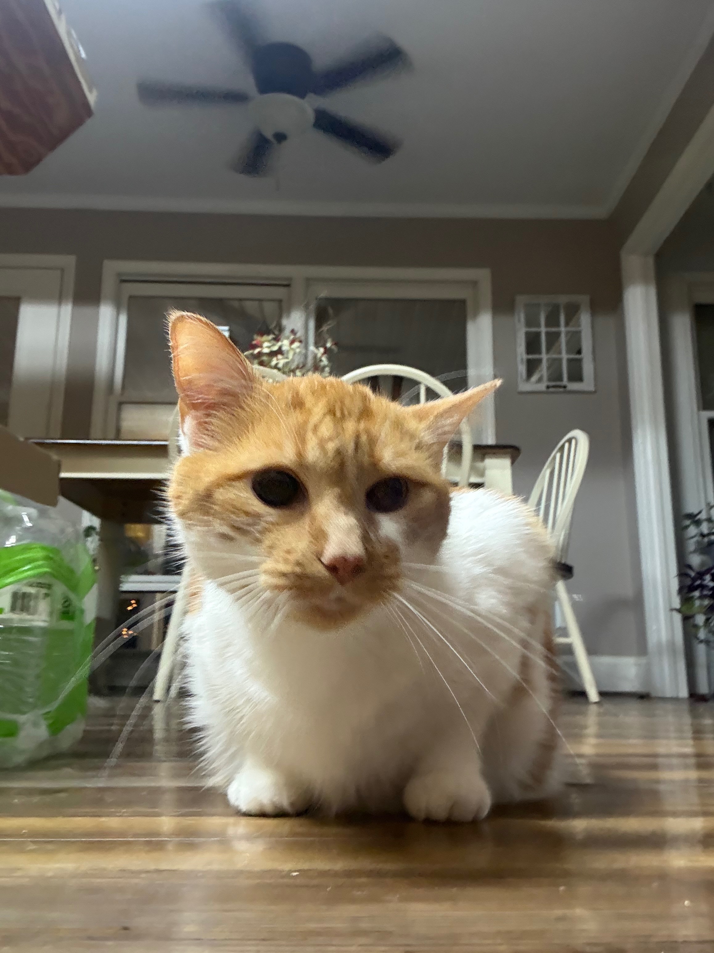 Help Butterscotch Get the MRI He Desperately Needs campaign photo, 6 of 8