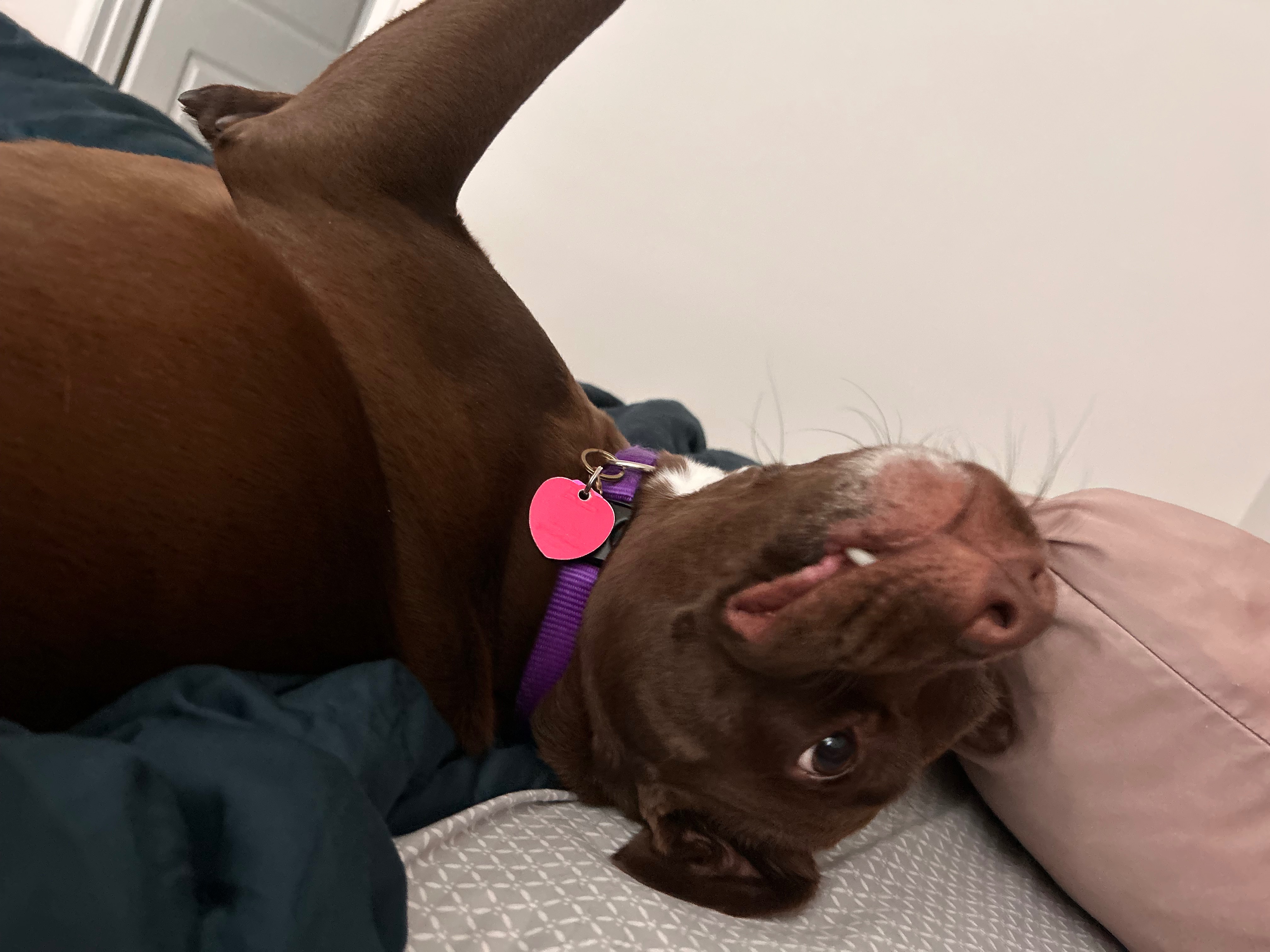 Restore Mocha's Mobility: Donate for Her TPLO Surgery campaign photo, 2 of 8