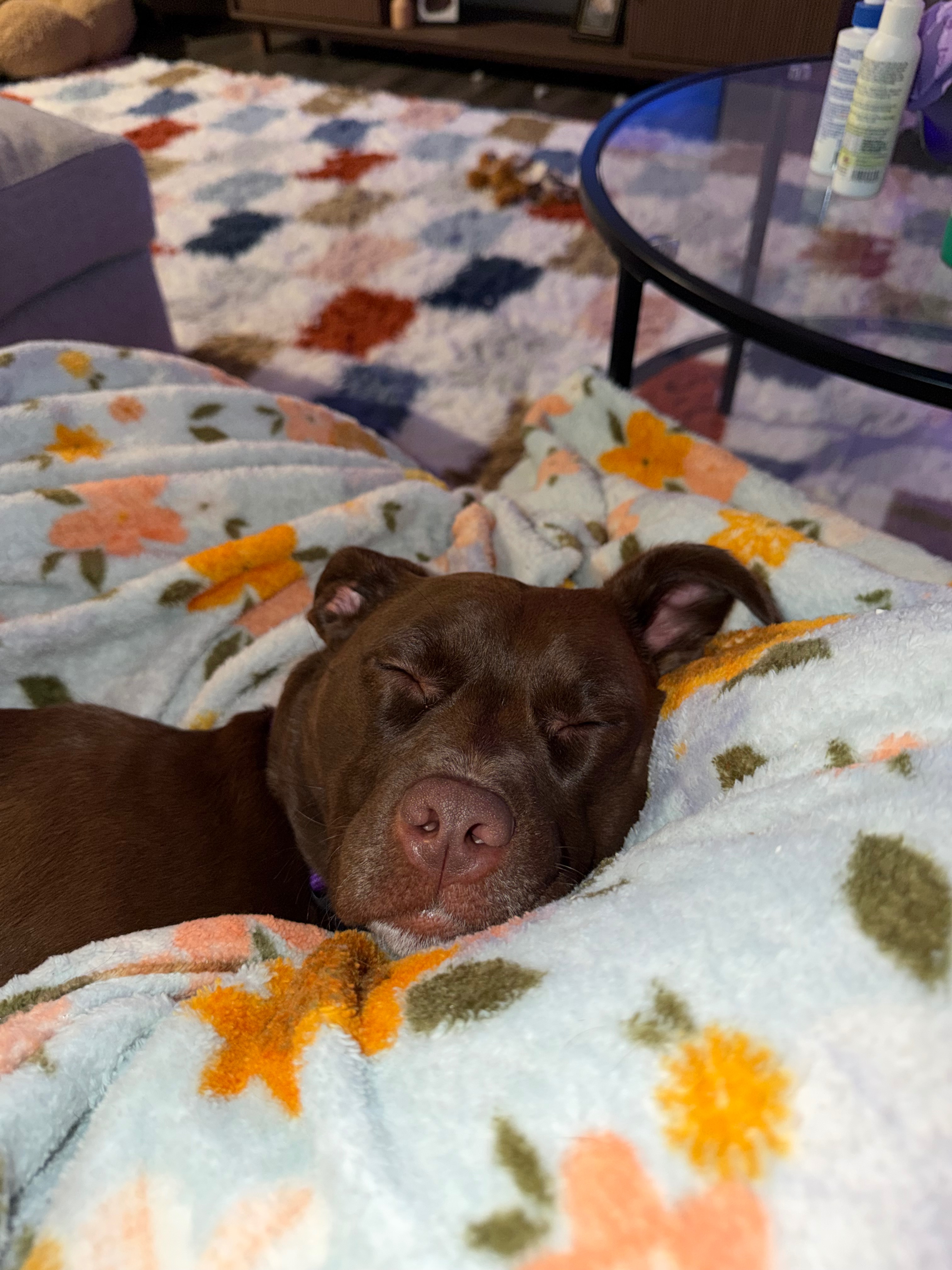 Restore Mocha's Mobility: Donate for Her TPLO Surgery campaign photo, 7 of 8