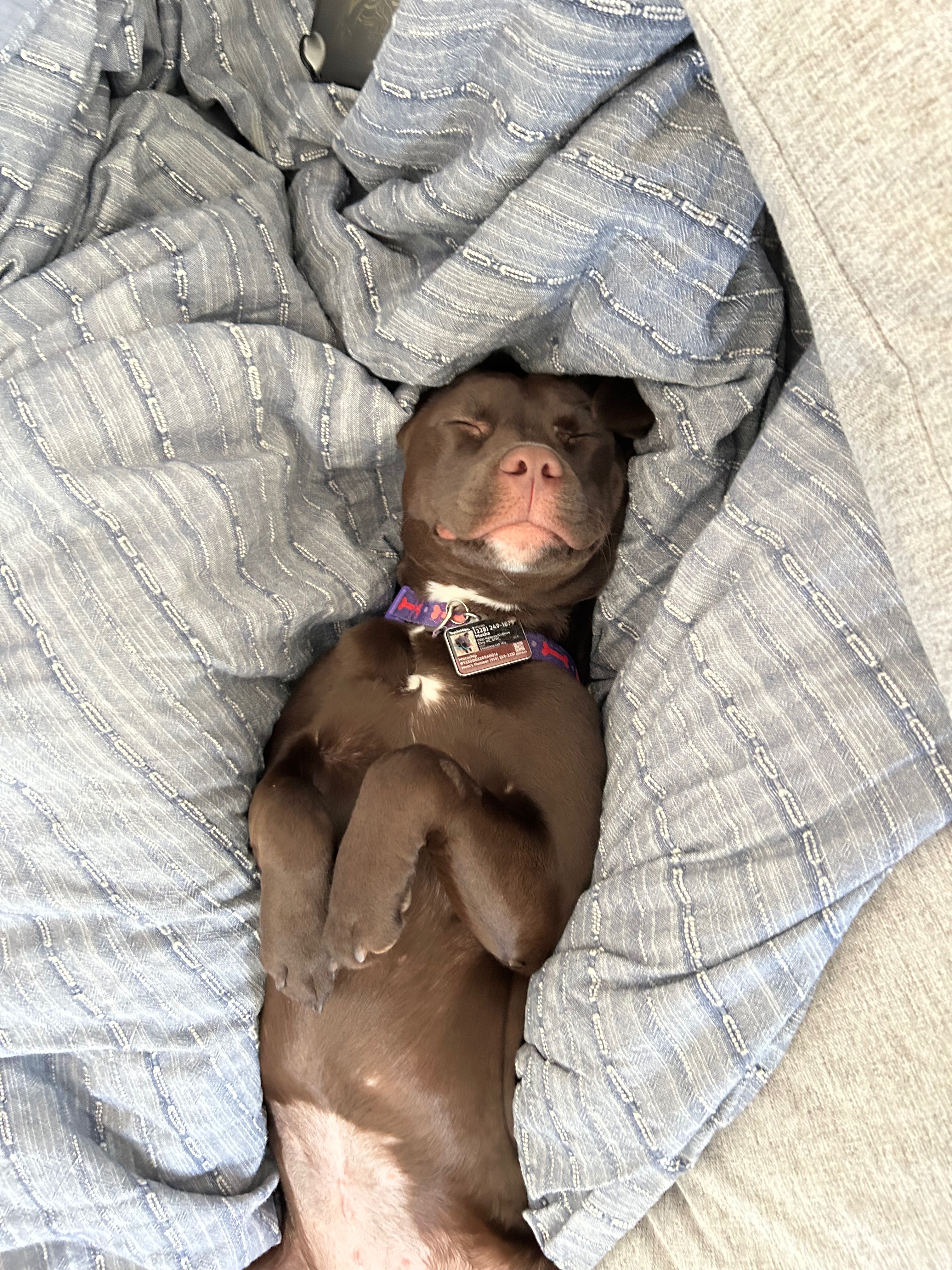 Restore Mocha's Mobility: Donate for Her TPLO Surgery campaign photo, 5 of 8
