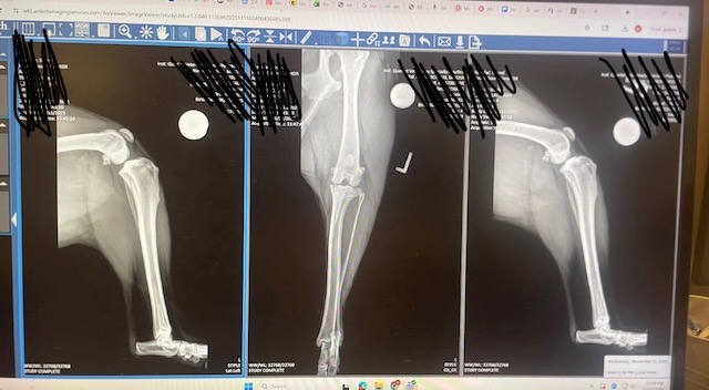Restore Mocha's Mobility: Donate for Her TPLO Surgery campaign photo, 6 of 8