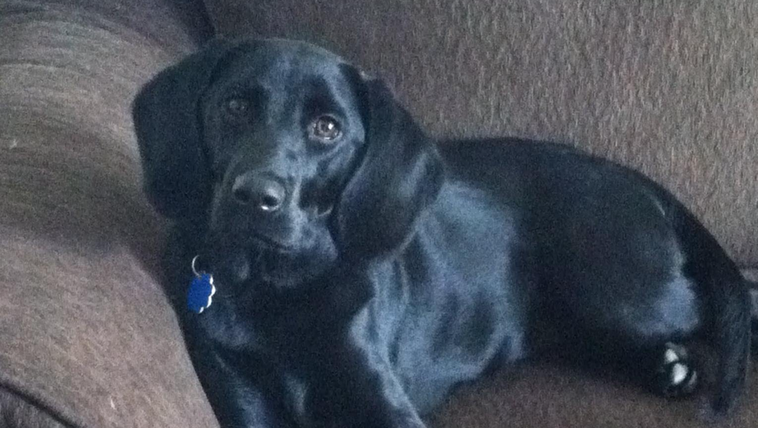 Fundraiser by Jill Sharp : Support Lily Bug's Peaceful Transition