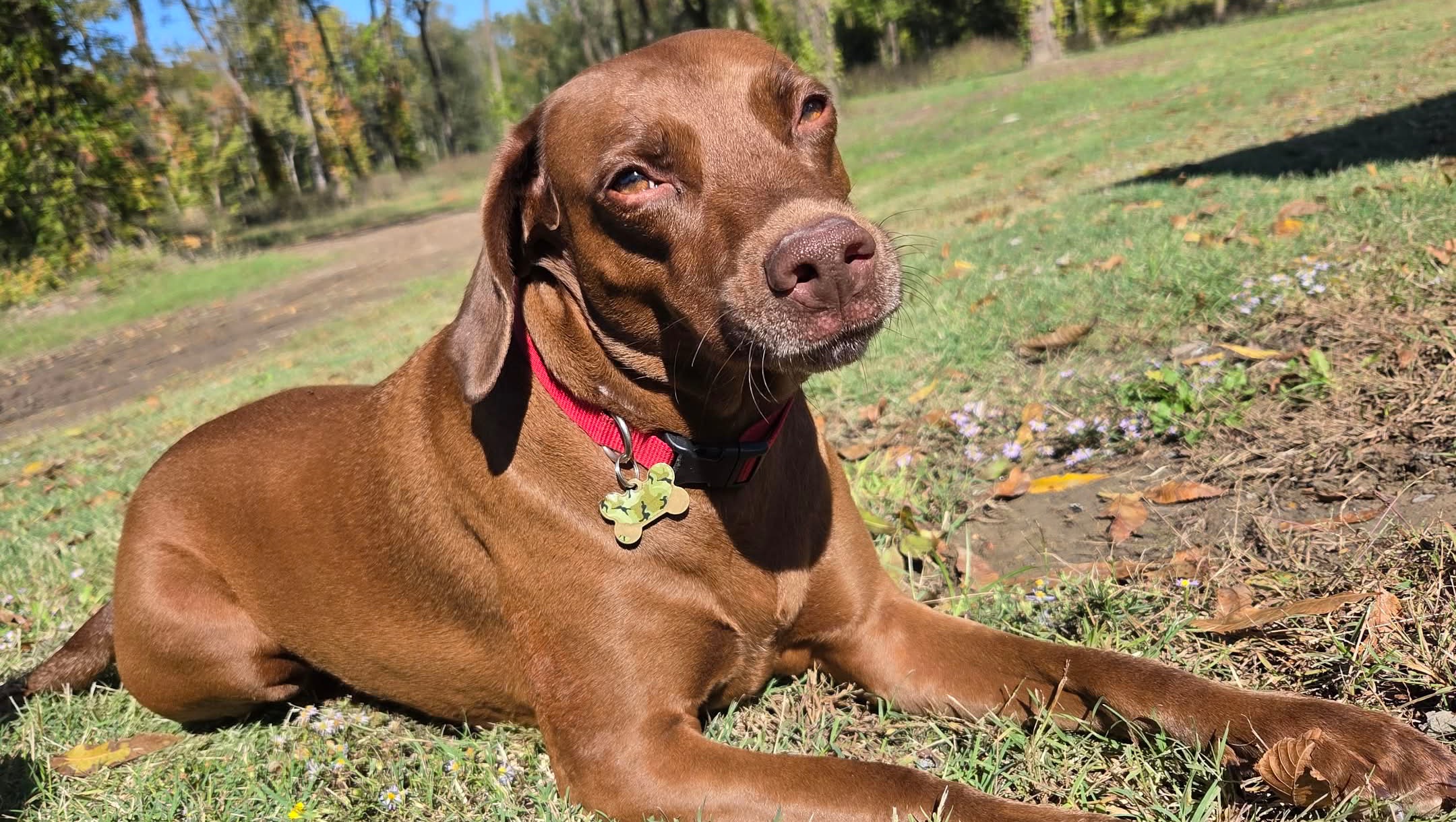 Help my dog beat Breast Cancer! photo