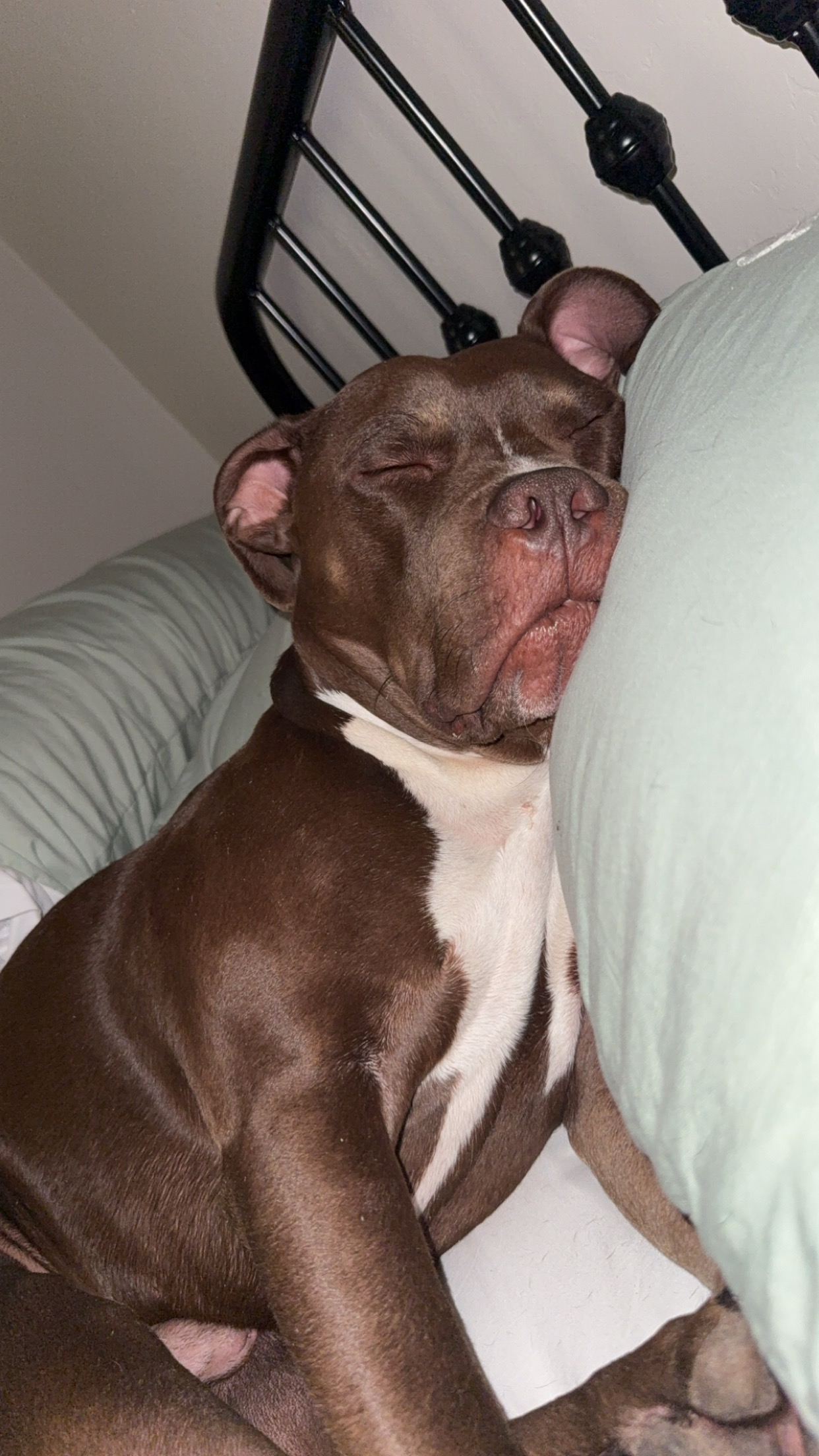 Support Rudy's Life-Saving Surgery campaign photo, 7 of 8