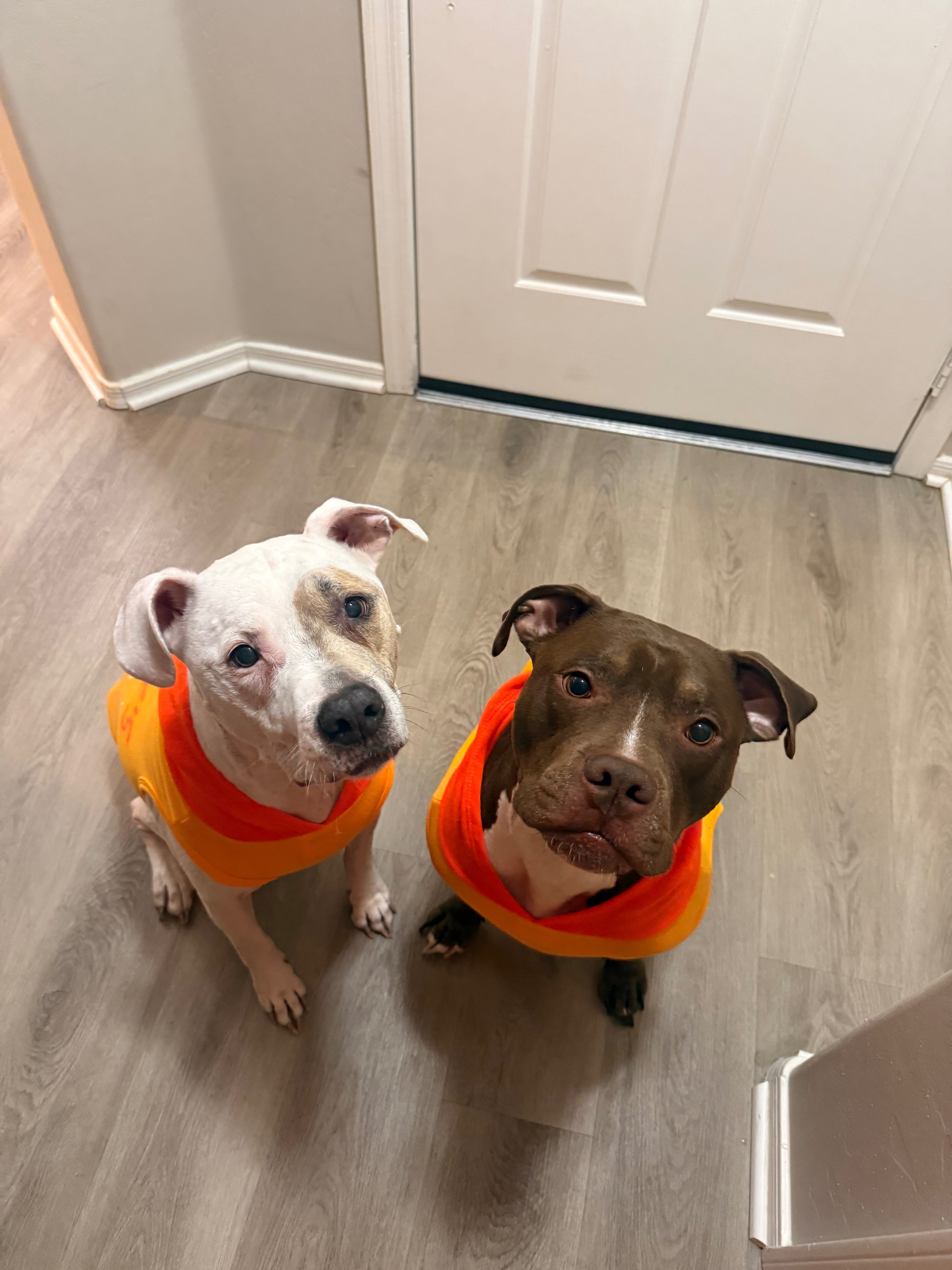 Support Rudy's Life-Saving Surgery campaign photo, 2 of 8