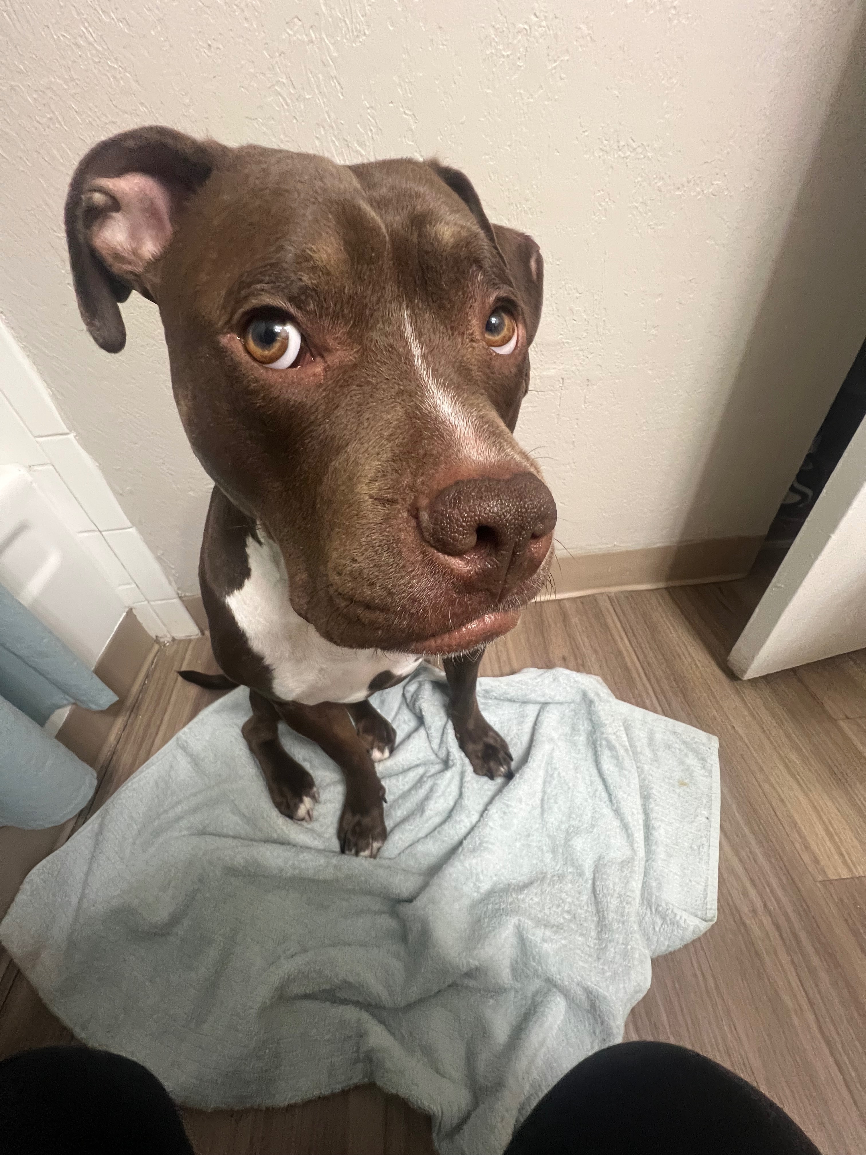 Support Rudy's Life-Saving Surgery campaign photo, 5 of 8