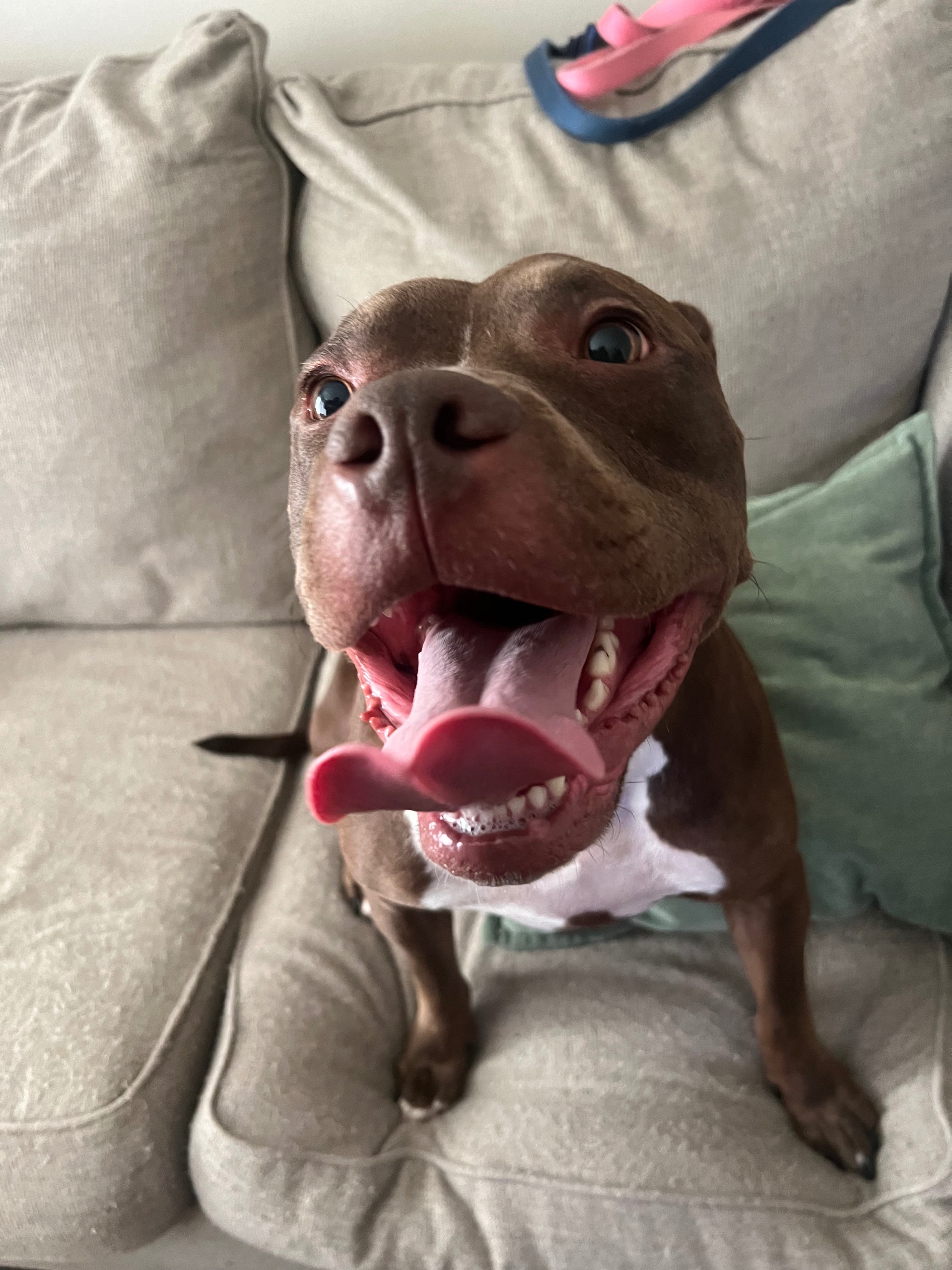 Support Rudy's Life-Saving Surgery campaign photo, 6 of 8