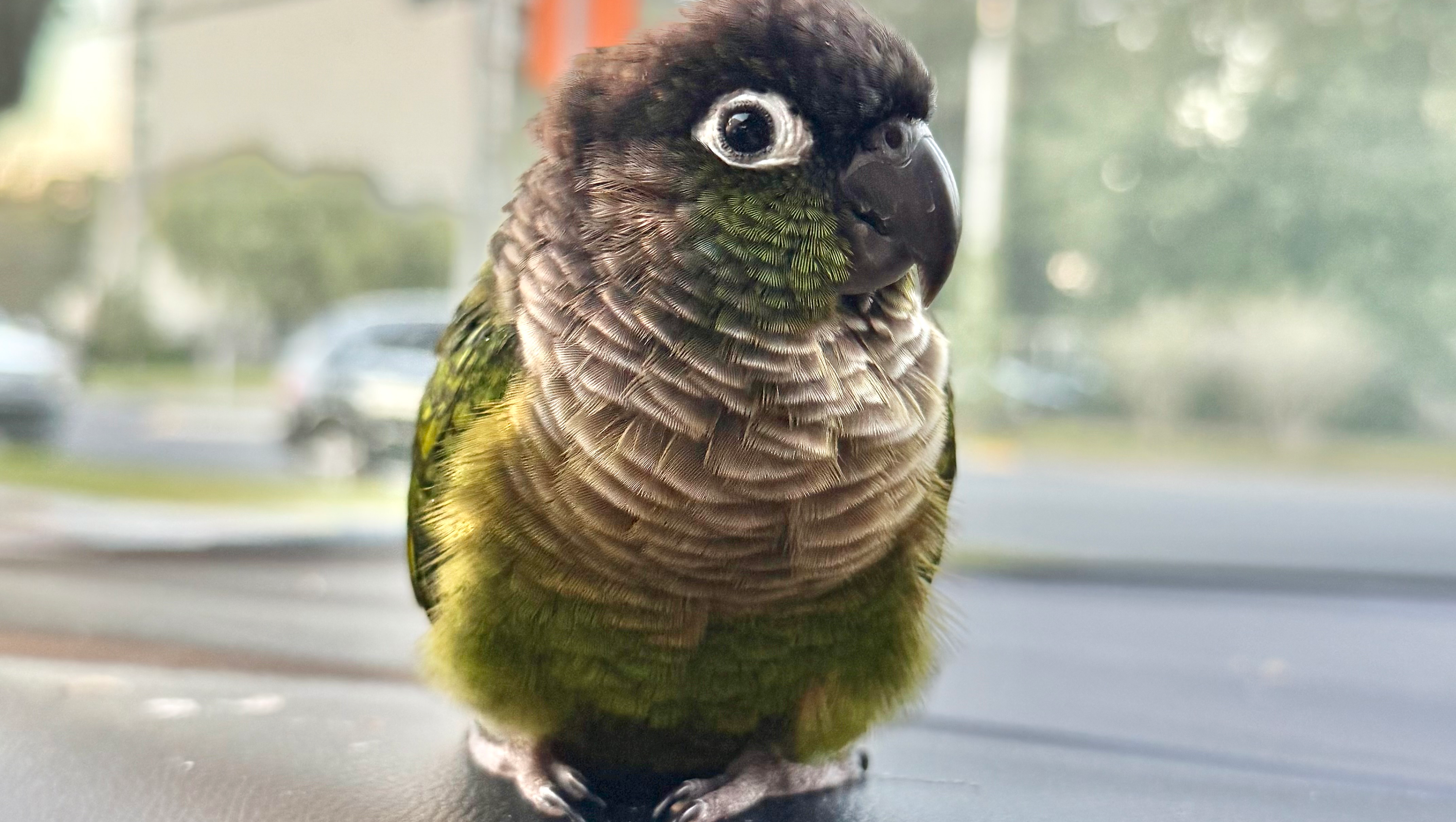 Support Marcello's Urgent Vet Care photo